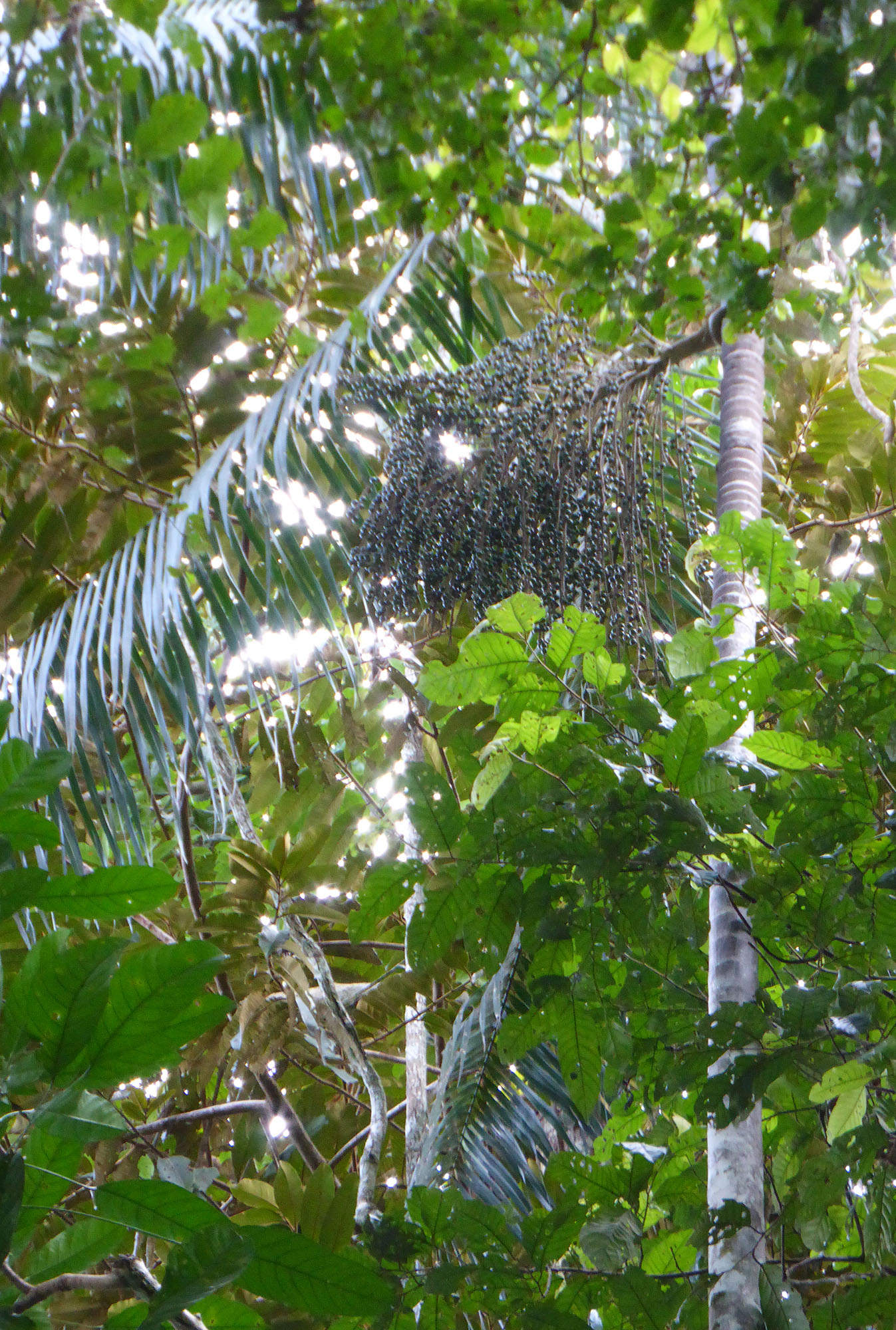 Arecaceae- Euterpe oleracea (acai)