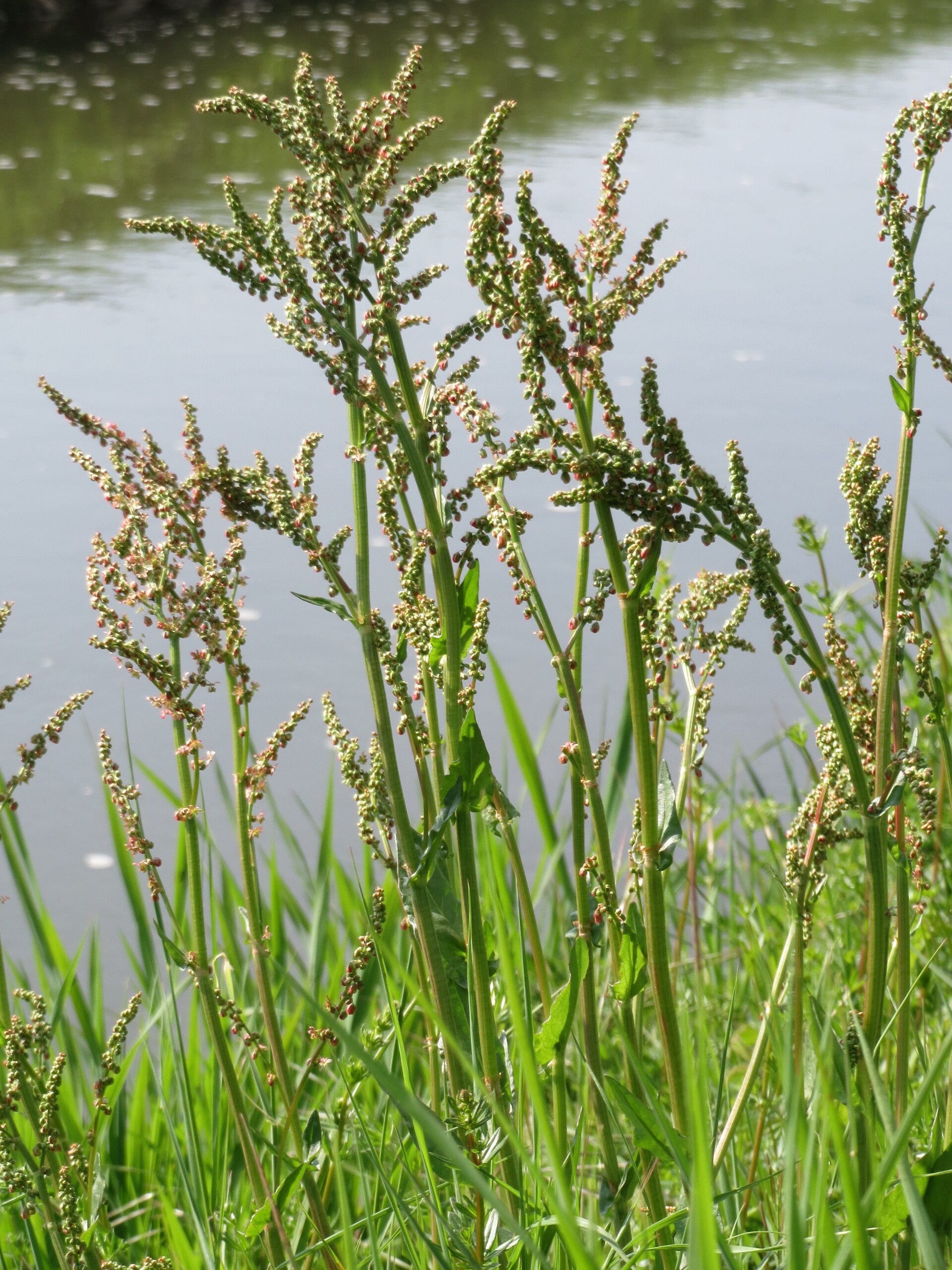 Acetosa