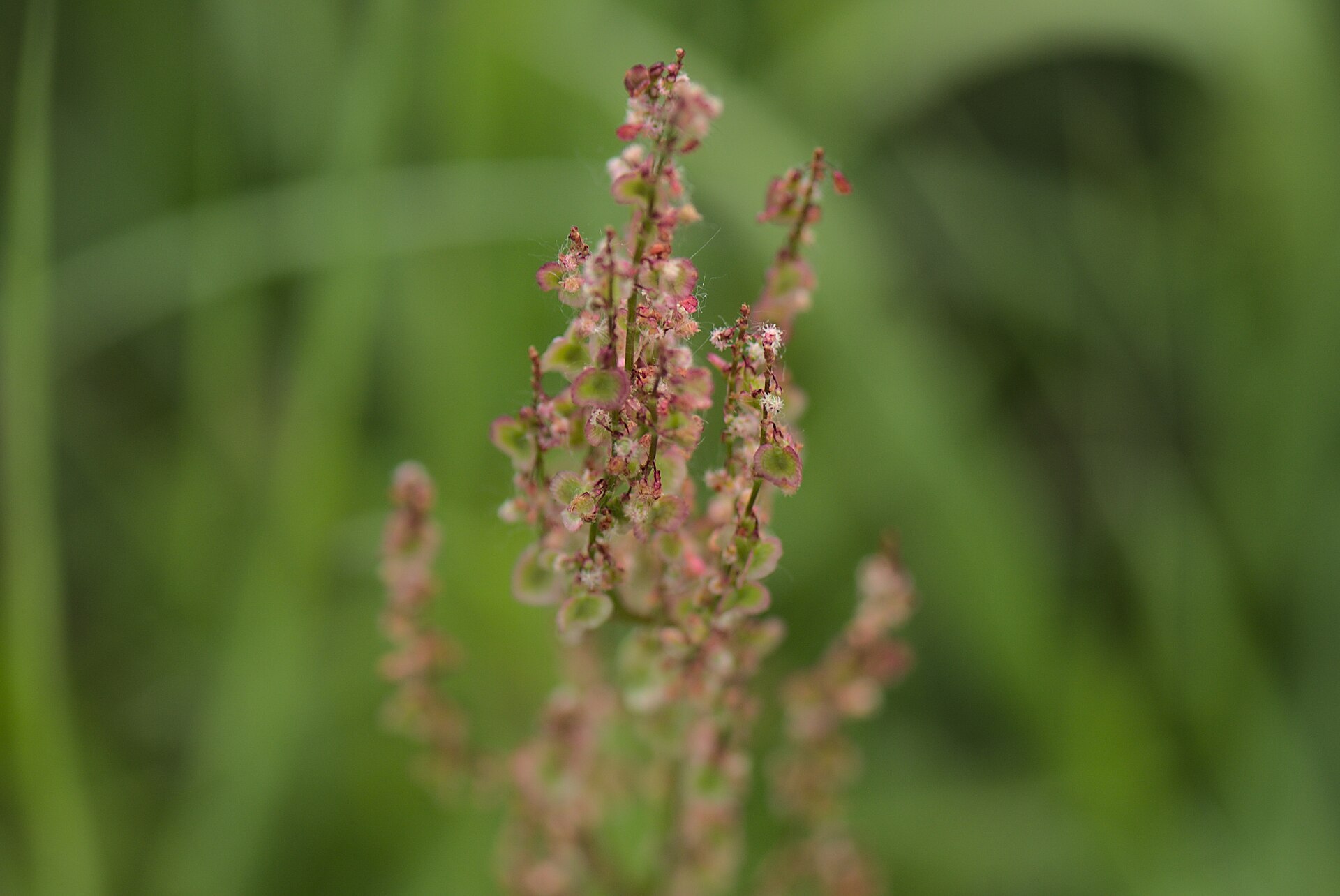 20200520Rumex acetosa01