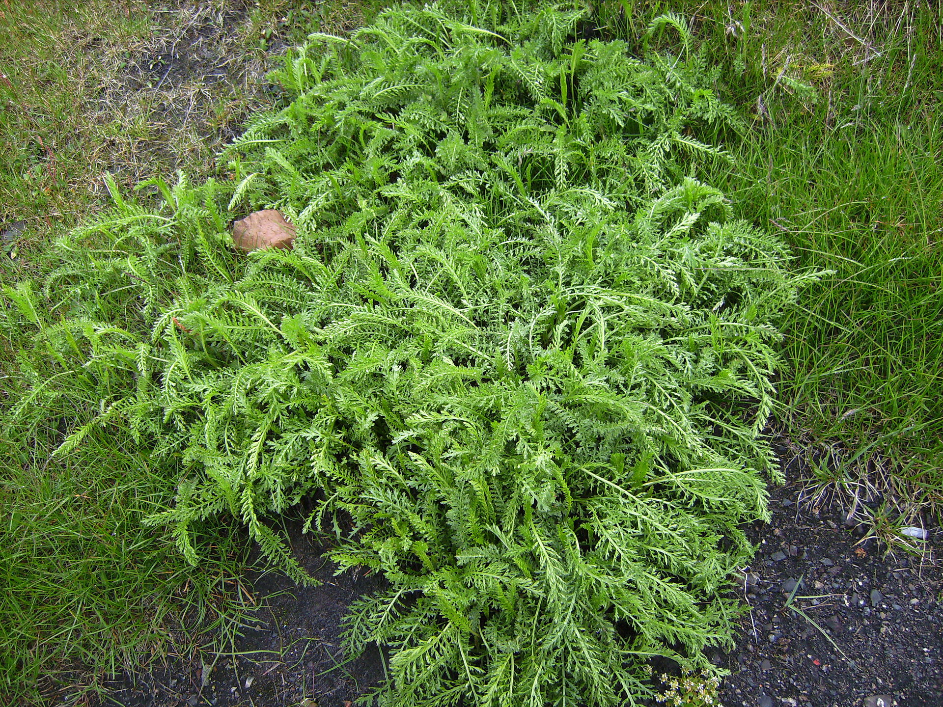 Achillea millefolium var. borealis a Barentsburg