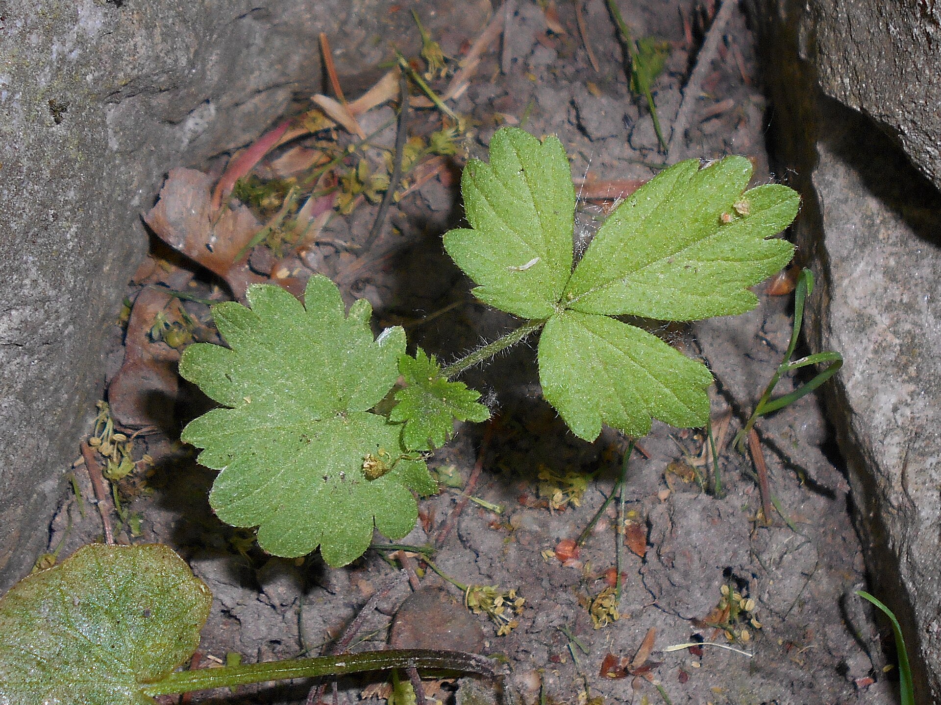 Agrimonia pilosa 2018-05-04 1010