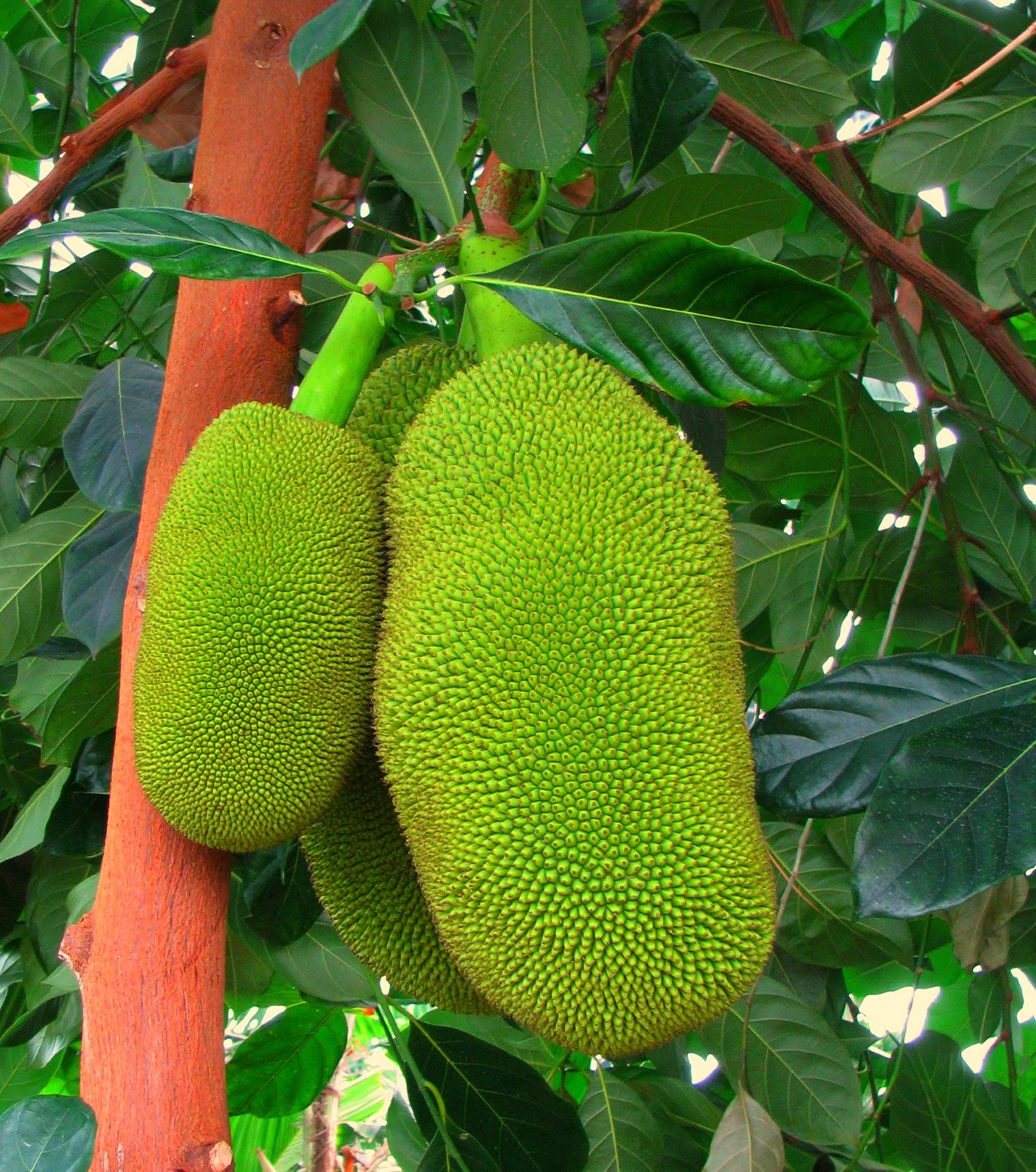 Albero del pane