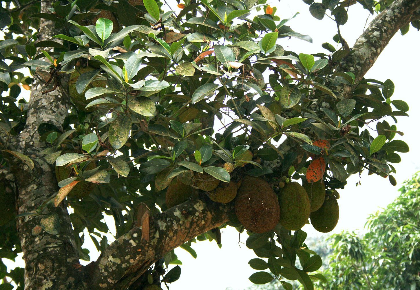 Artocarpus heterophyllus 3