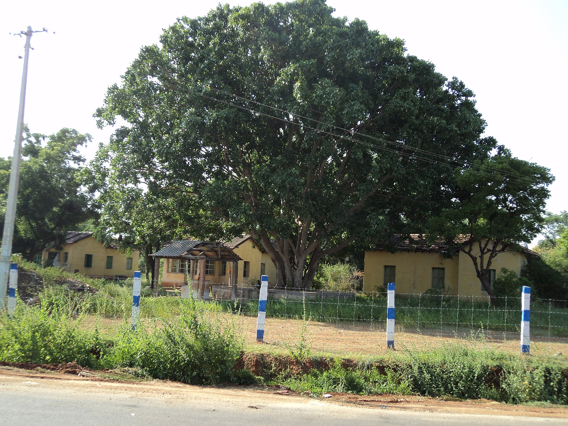 Albero della Bodhi