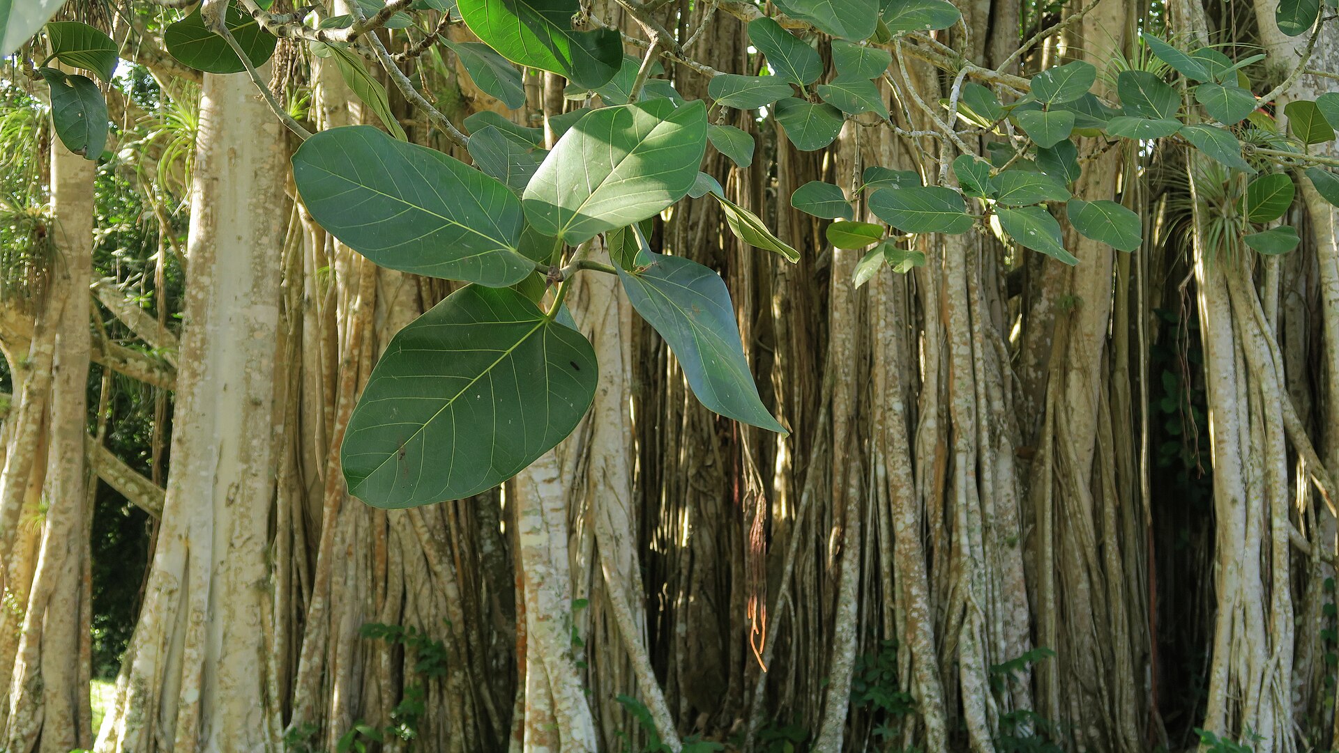 Bodhi Baum (Ficus religiosa)