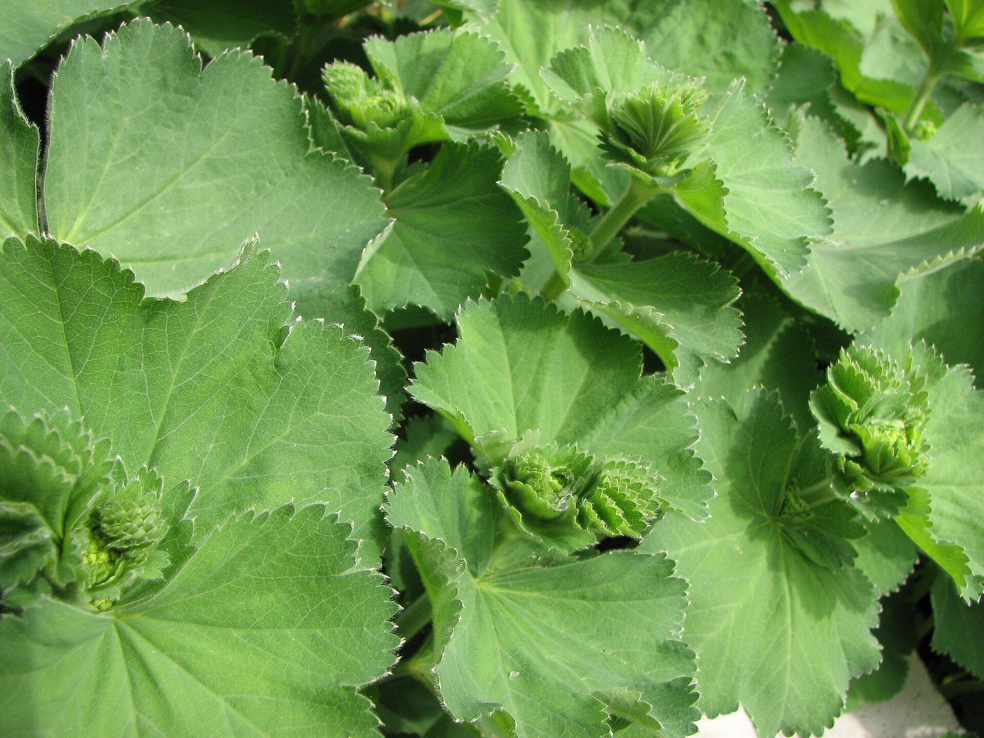 Alchemilla
