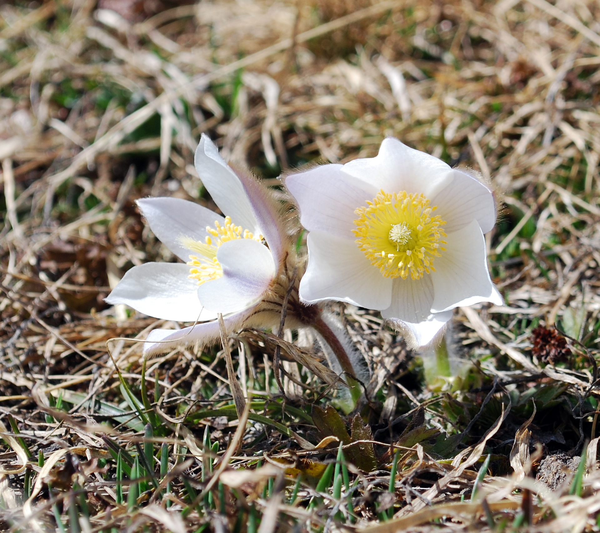 Pulsatilla vernalis, Val di Cedec