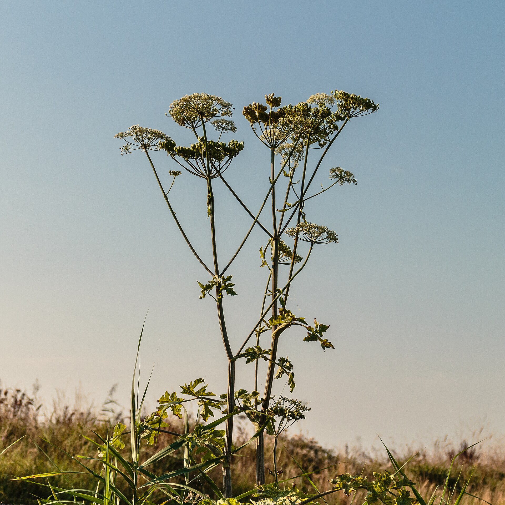 Engelwortel (Angelica archangelica). Locatie, Broeresleat. Súdwest-Fryslân. 12-08-2020. (actm.) 01