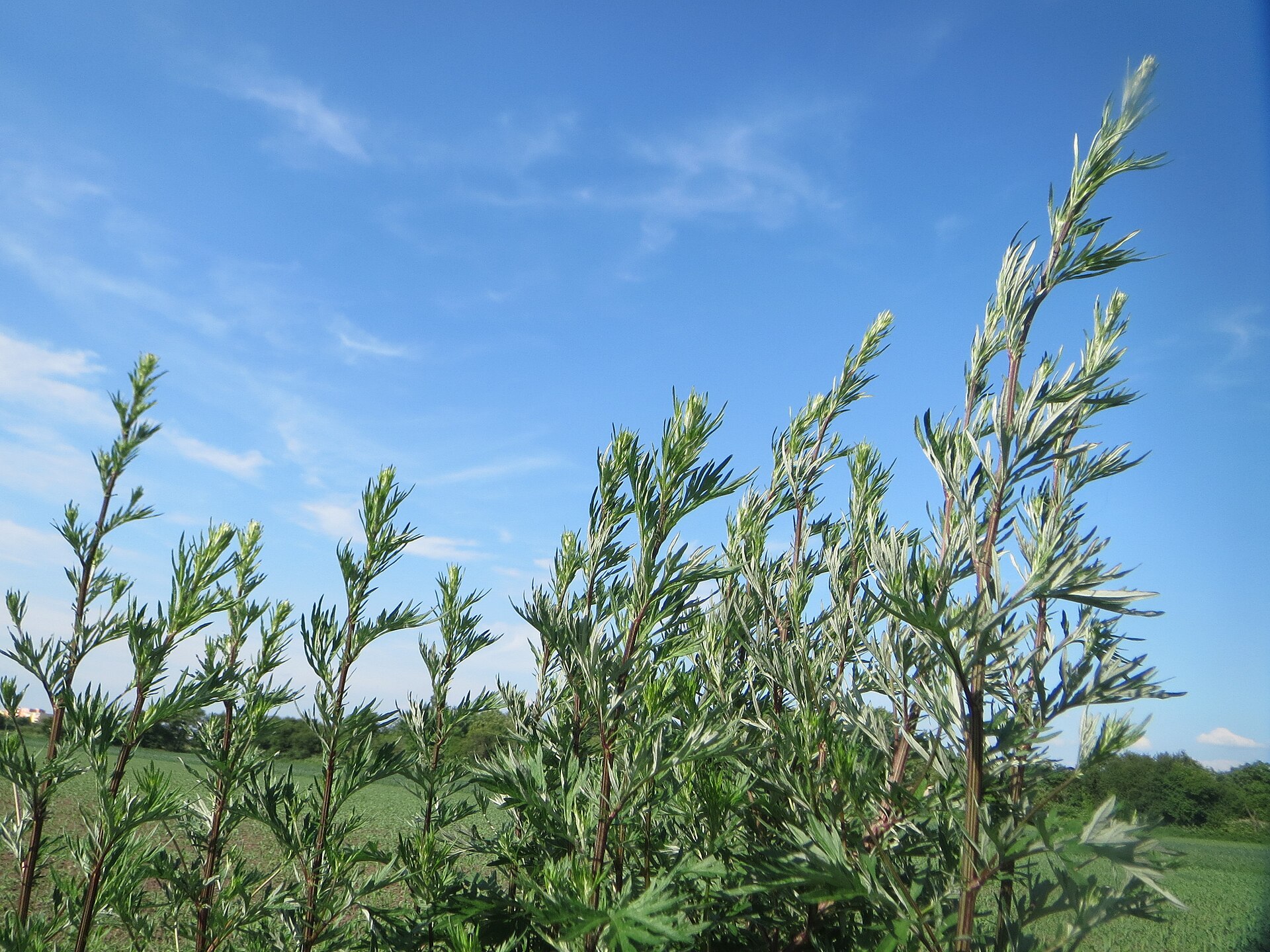 20170531Artemisia vulgaris1