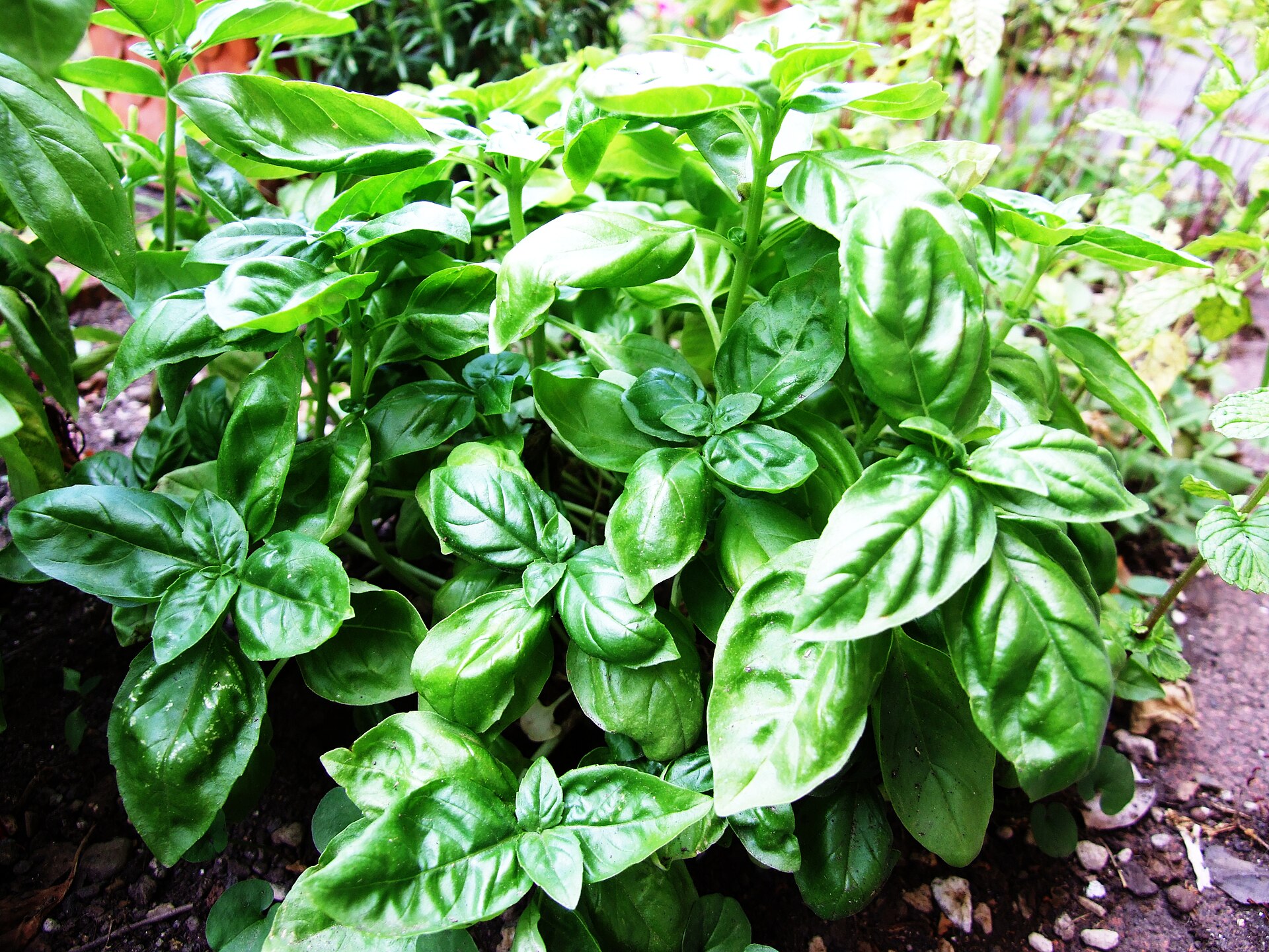 Basil-Basilico-Ocimum basilicum-albahaca