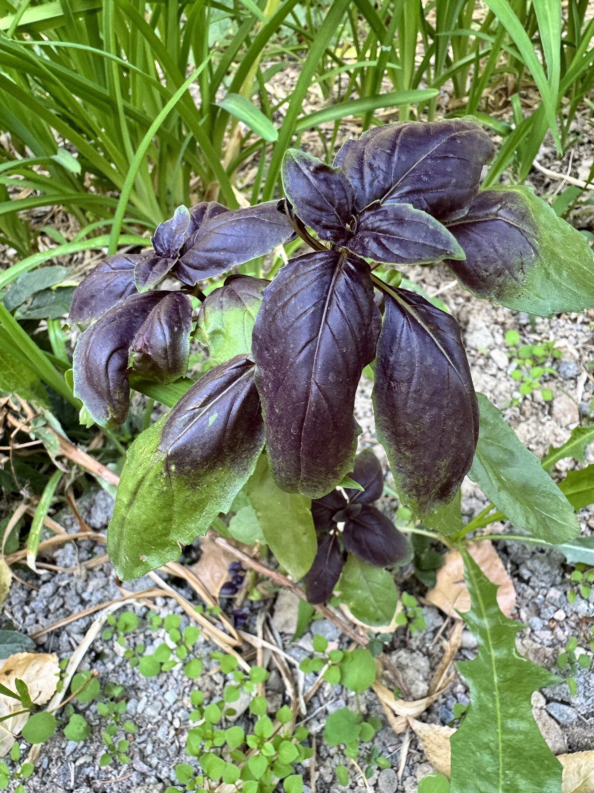 Ocimum basilicum, Tashkent