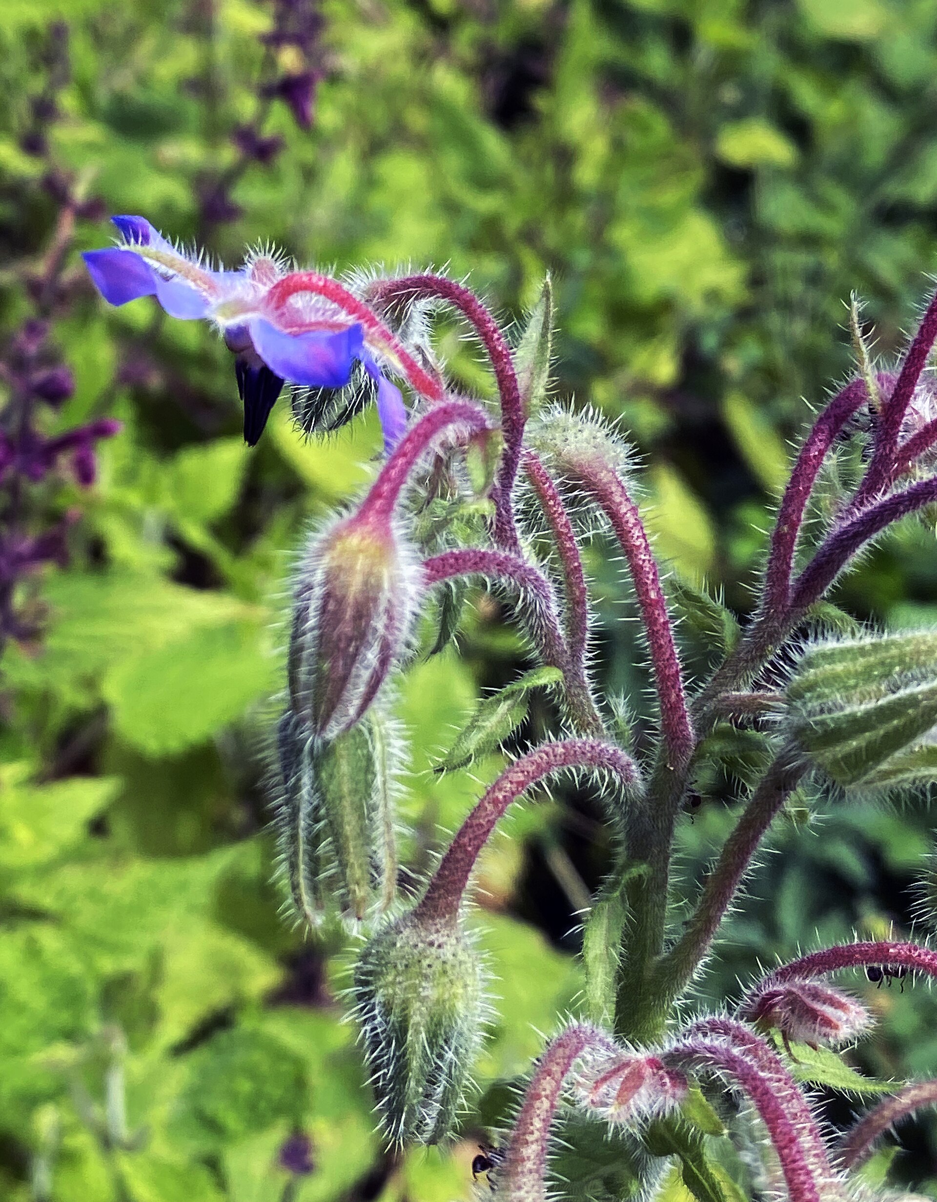 00 2100 Borretsch (Borago officinalis)