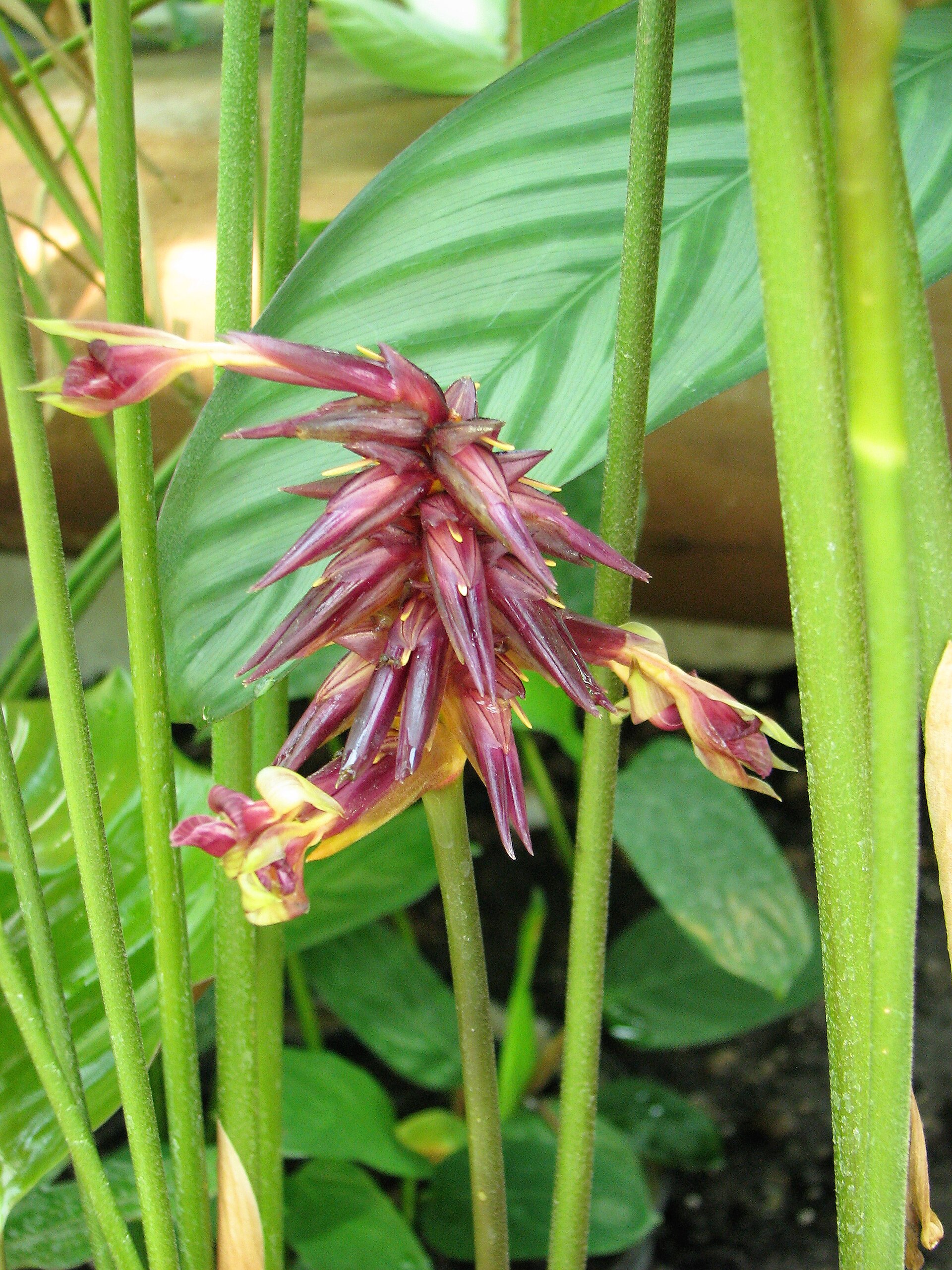 Calathea ornata 'Sanderiana' Kalatea 2010-08-01 01