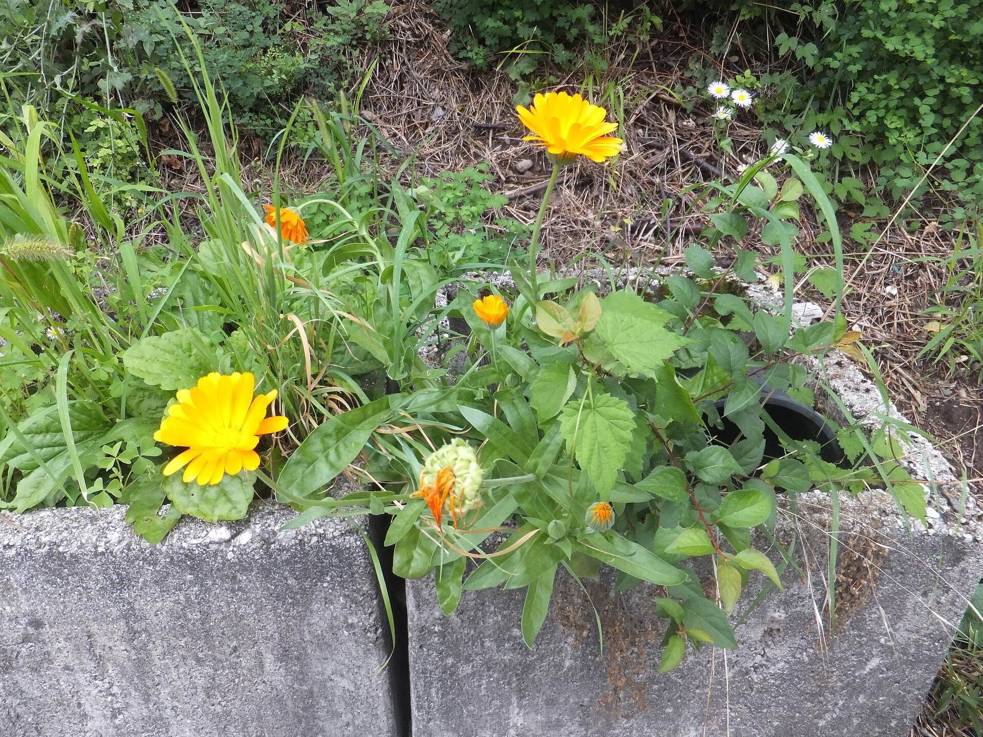 Calendula officinalis Prà 03