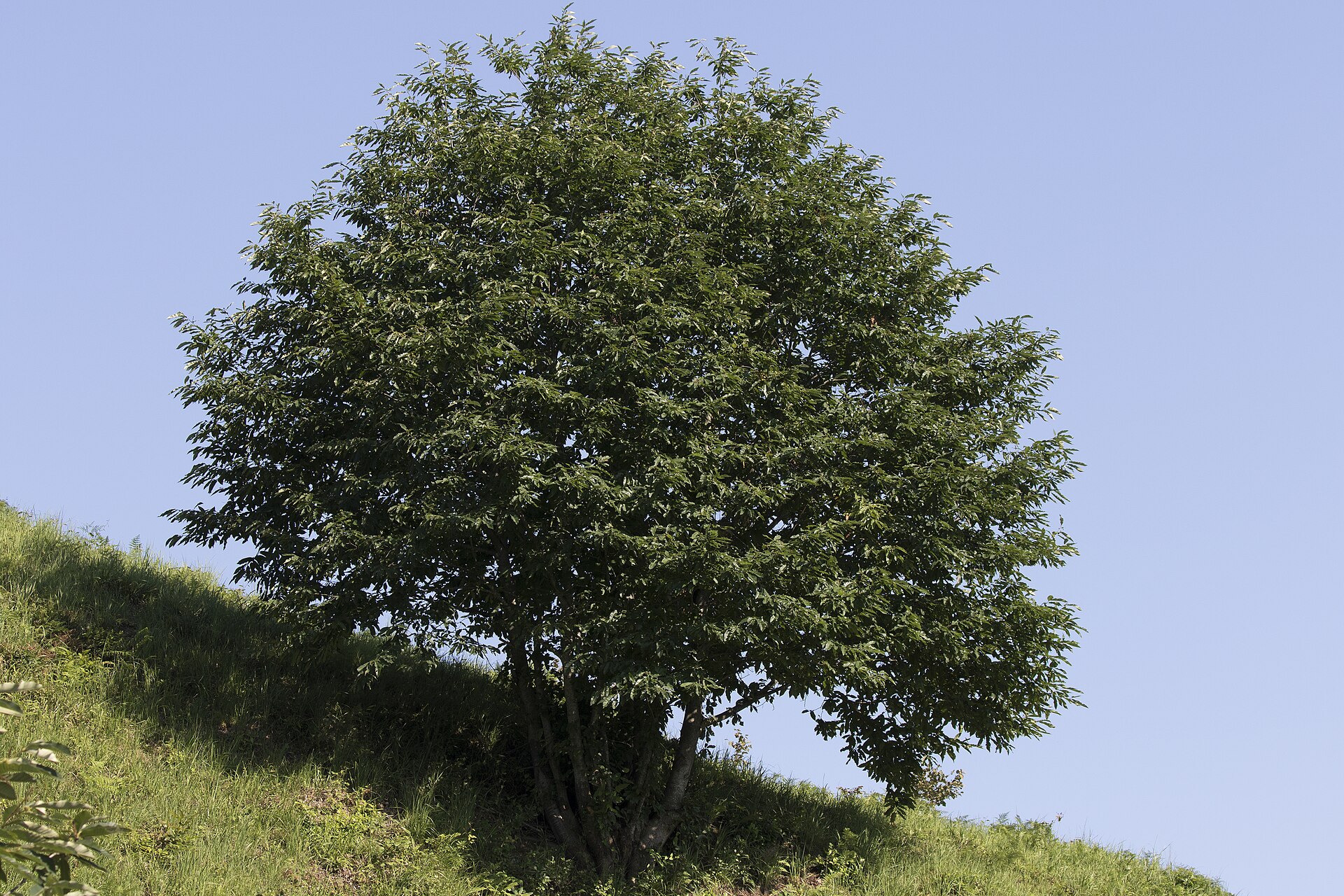 Castagno