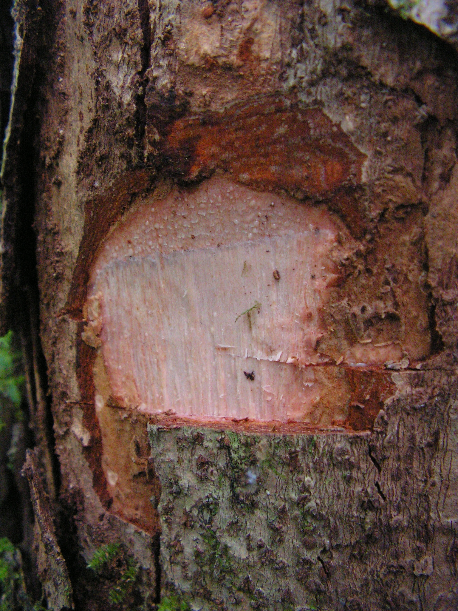 Tetragastris catuaba, cajueirinho (9624162851)