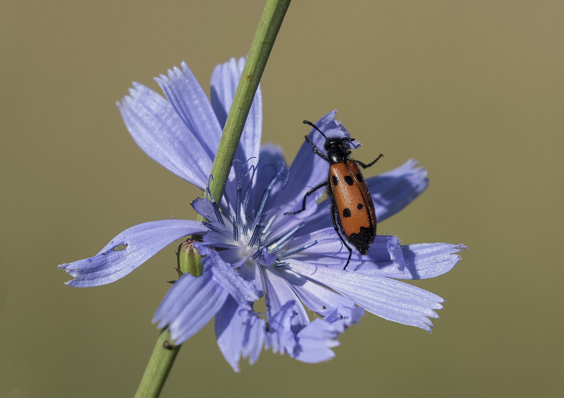Cicoria