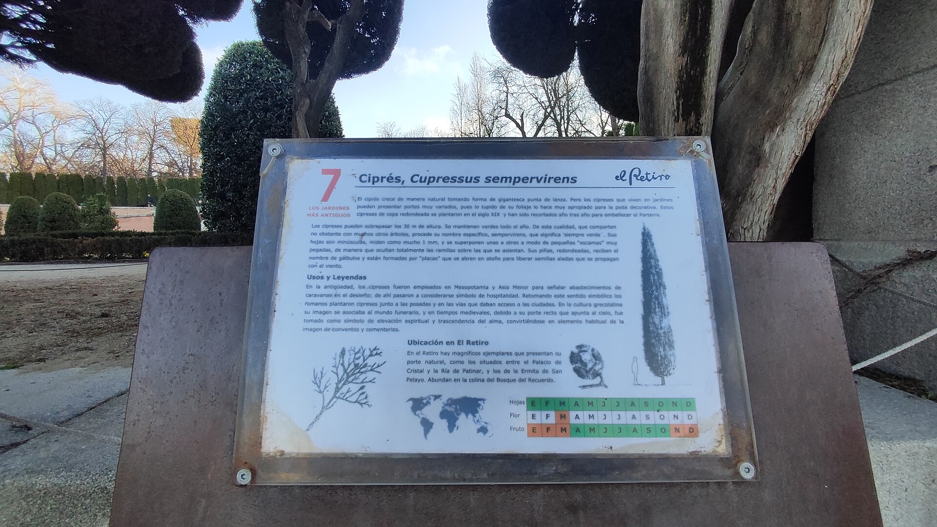 Cupressus sempervirens, Parque del Retiro 12