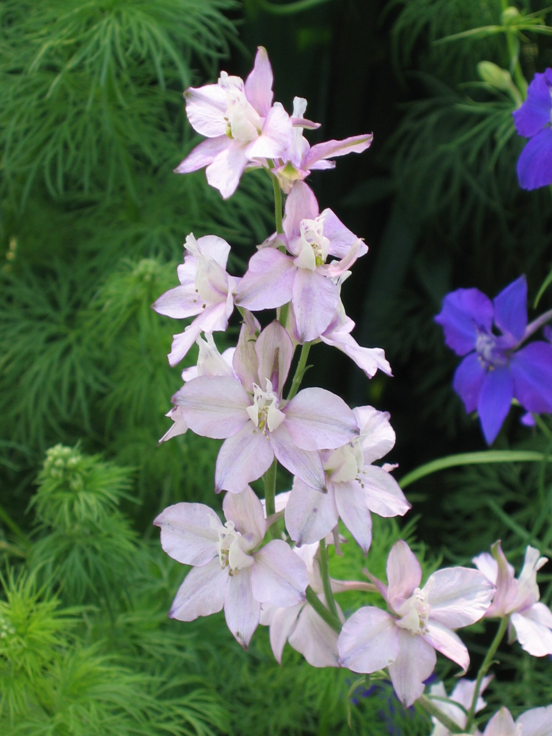 飛燕草(芫茜彩雀) Delphinium ajacis (Consolida ambigua) -香港花展 Hong Kong Flower Show- (9240226256)