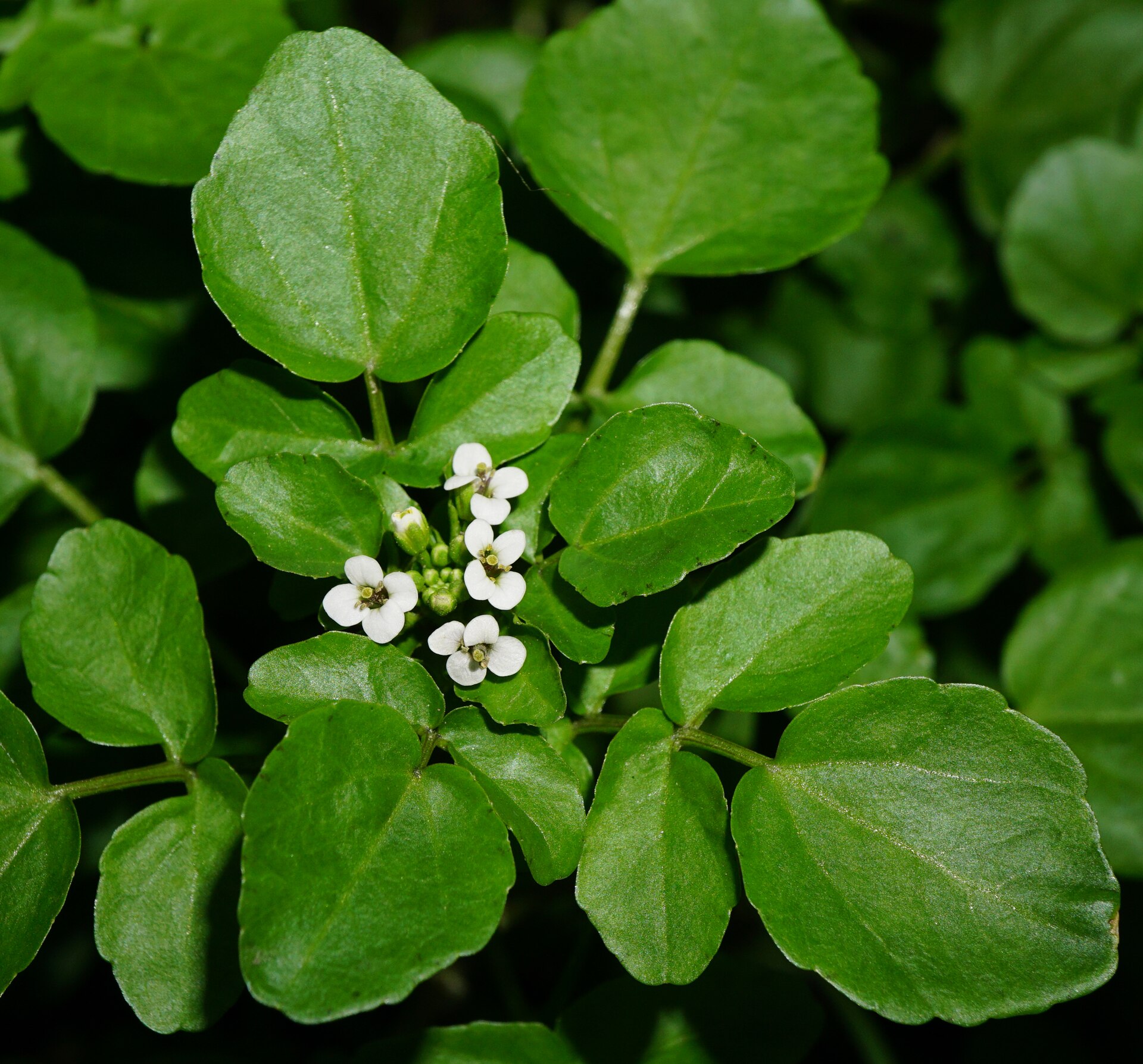 Nasturtium officinale 154629037