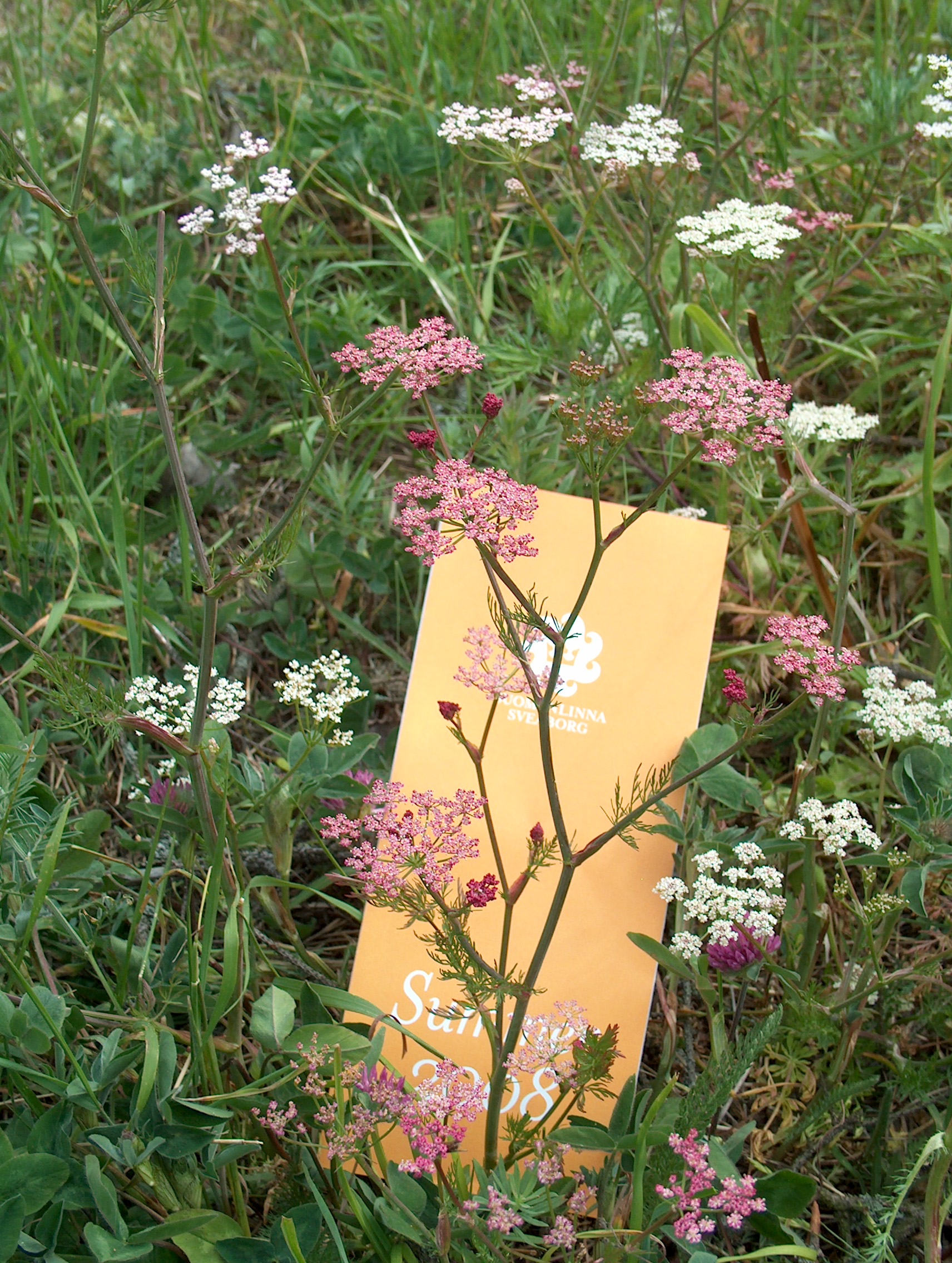 Pink Caraway Carum carvi H5255 VI08 C