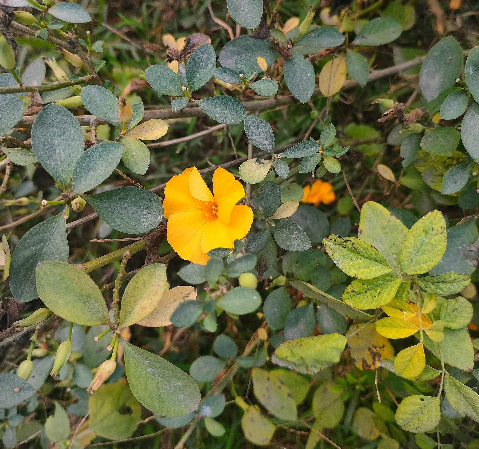 Damiana