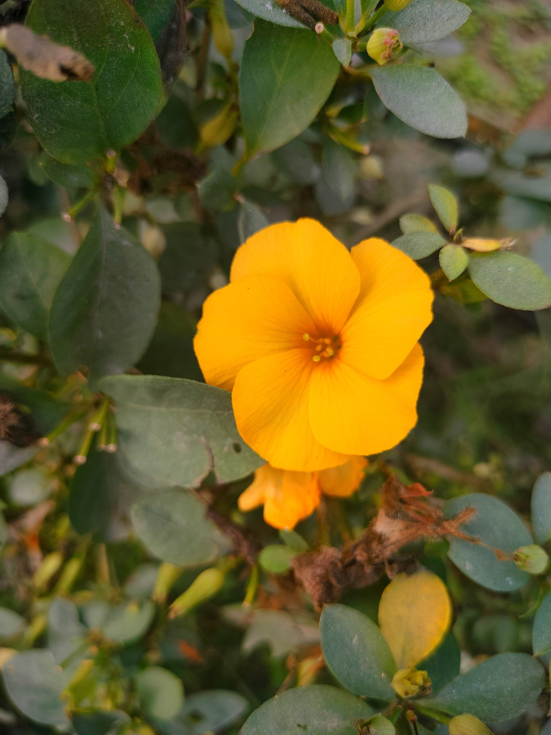 Damiana 3