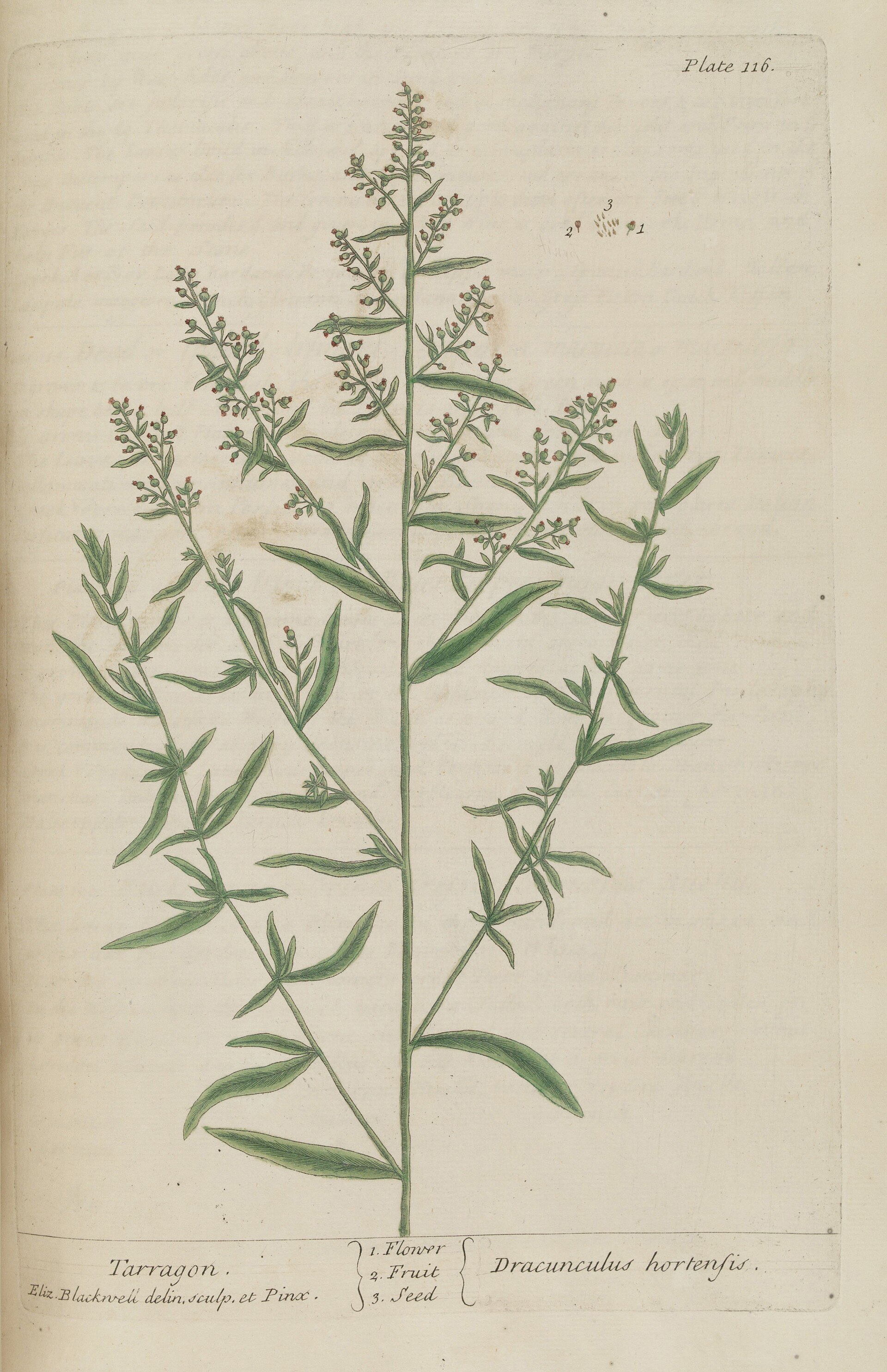 Artemisia dracunculus - 001x