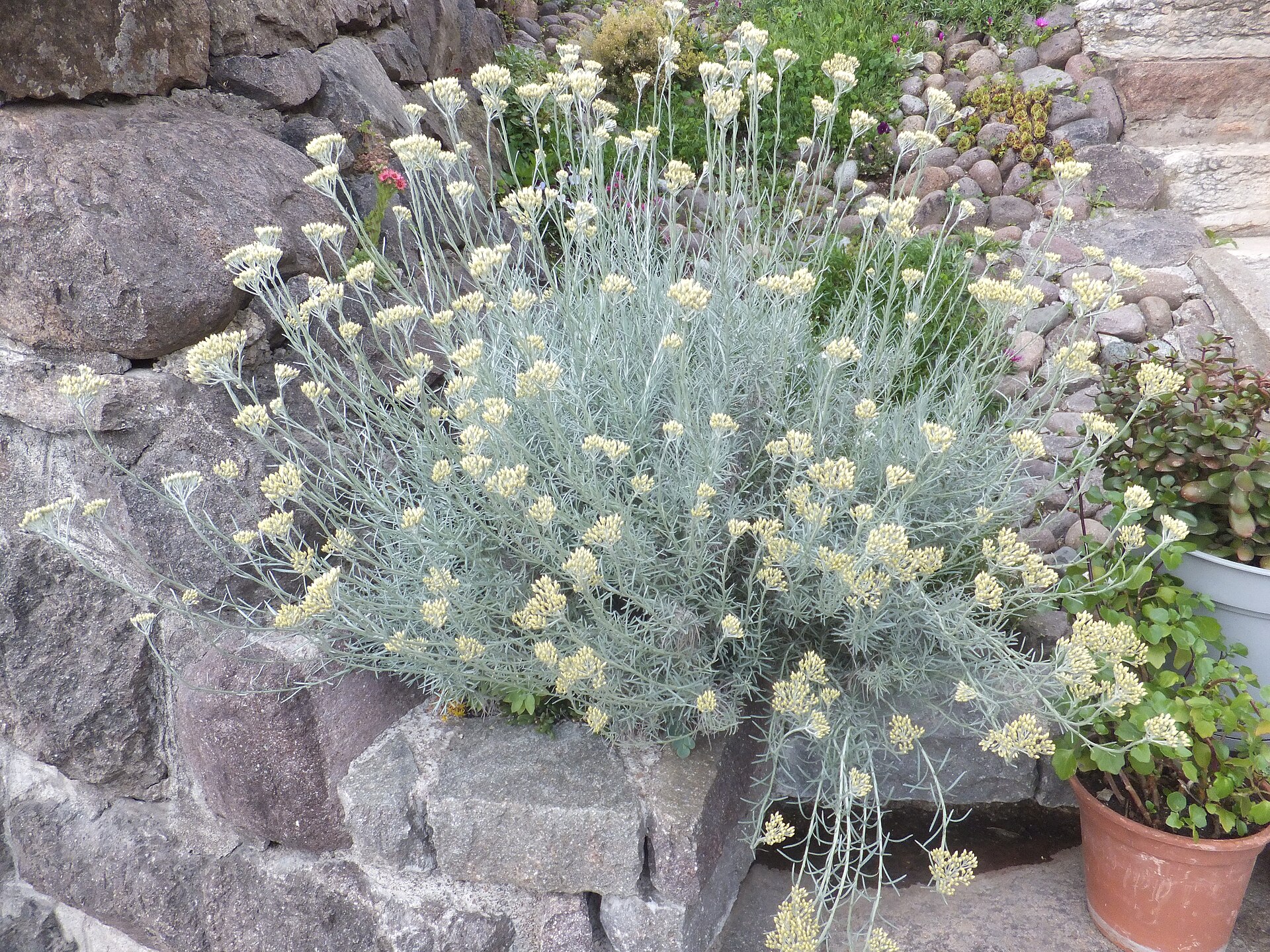 Helichrysum italicum Piazzo