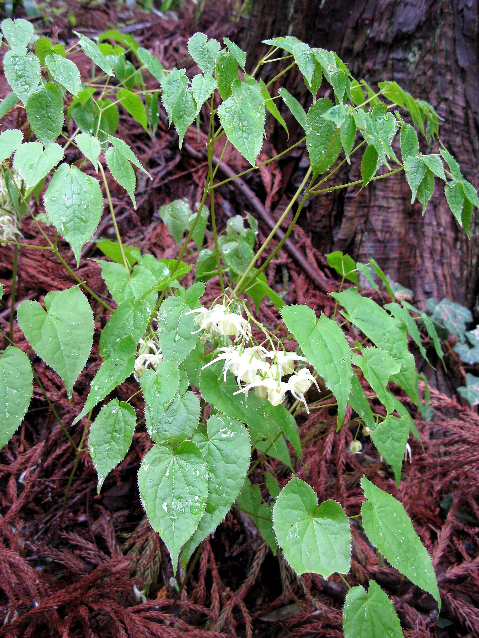 Epimedium