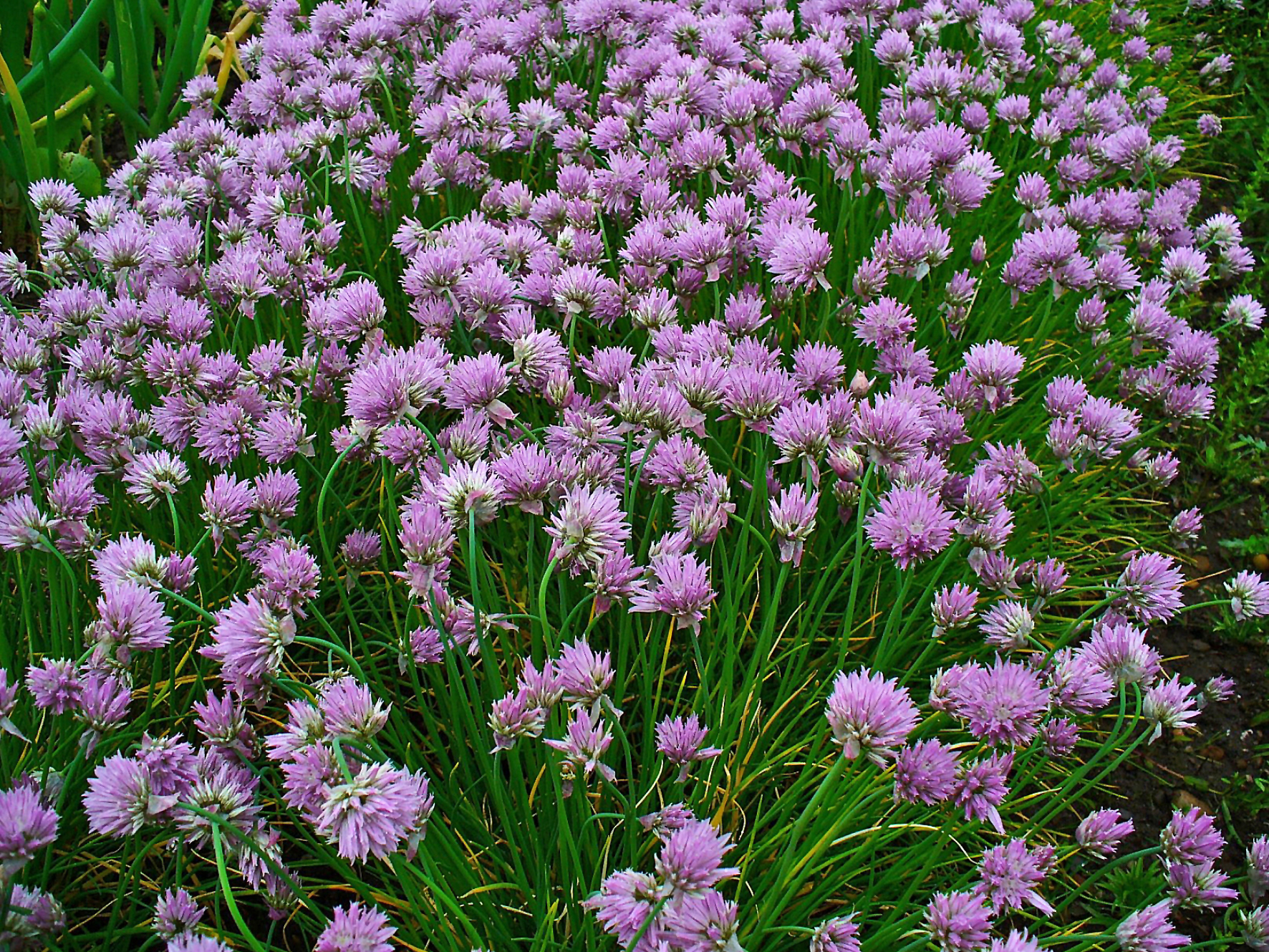 Allium schoenoprasum 001