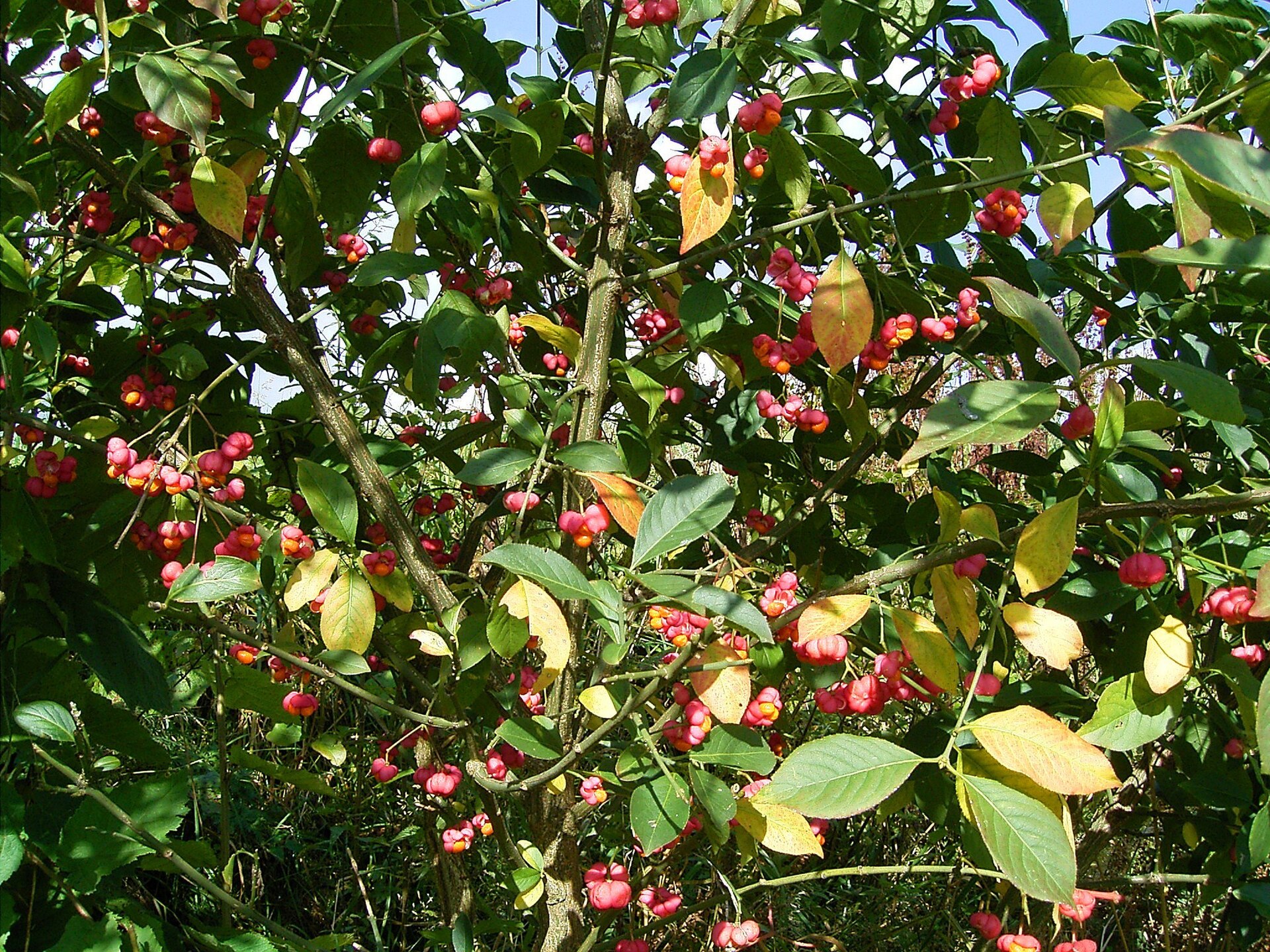 Euonymus europaeus 01 ies