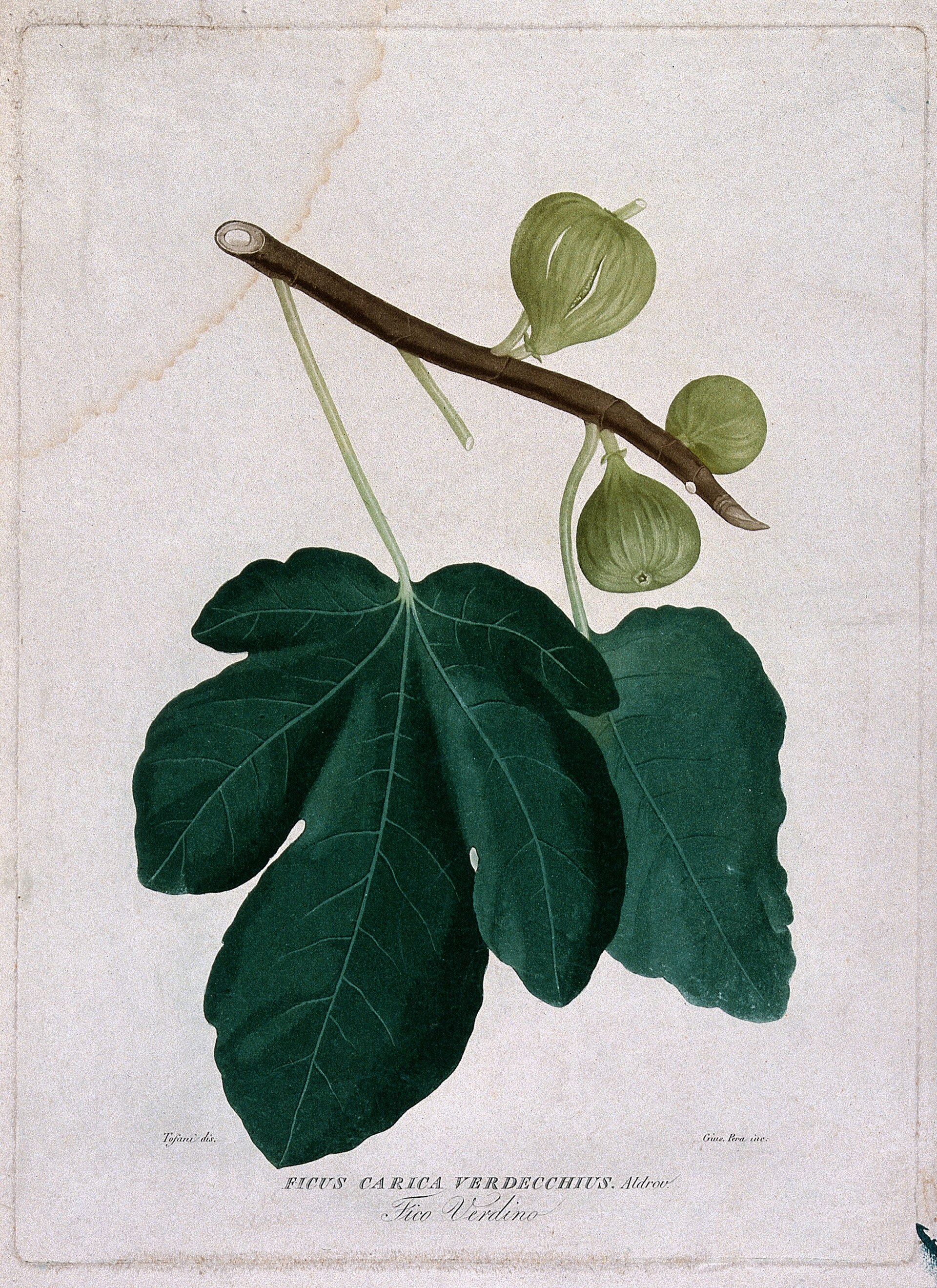 Ficus carica verdecchius . Aldrov. - Fico verdino .