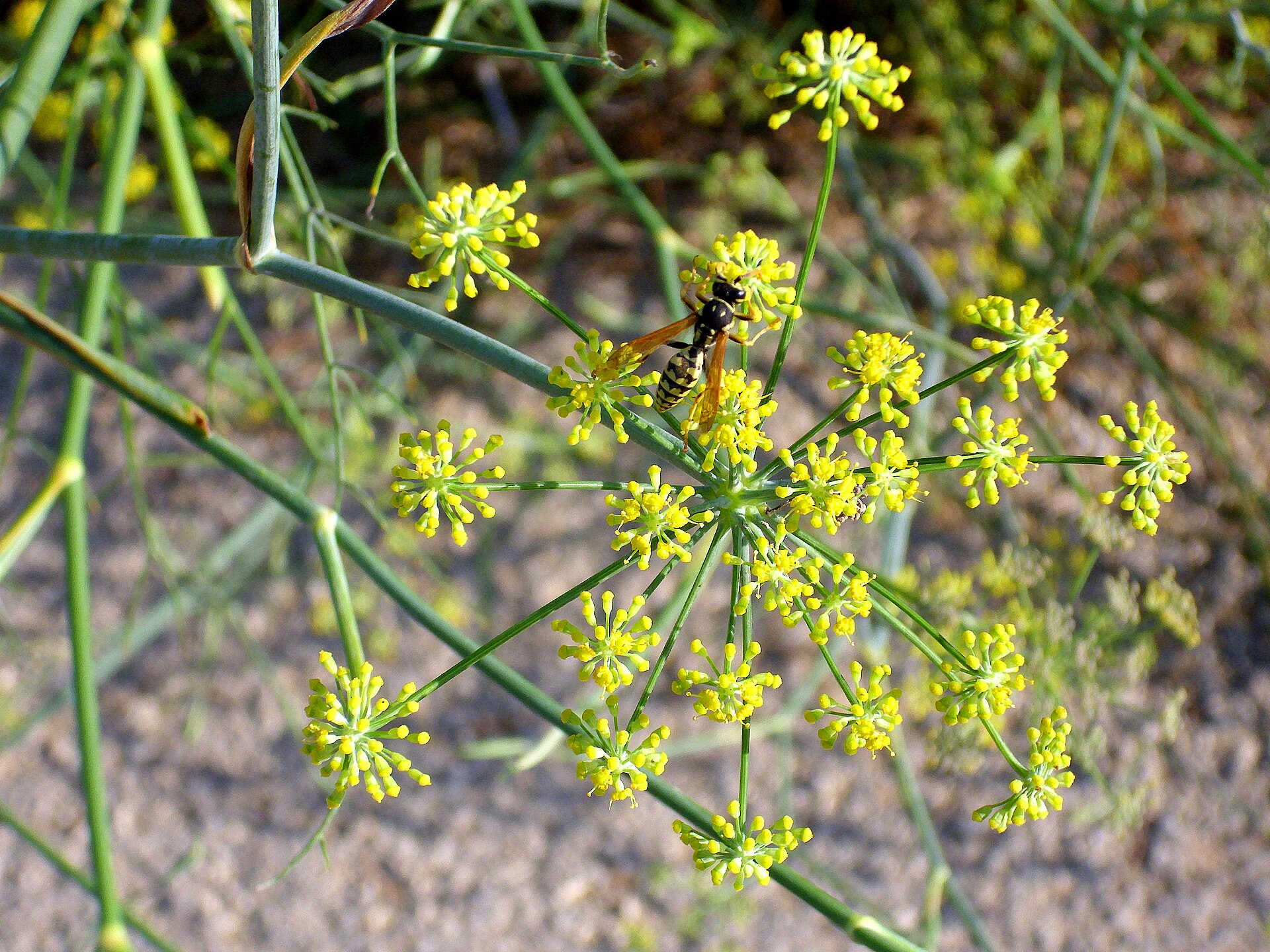 Foeniculum vulgare FlowersCloseup 15July2009 ParqueNaturalLagunasdelaMata