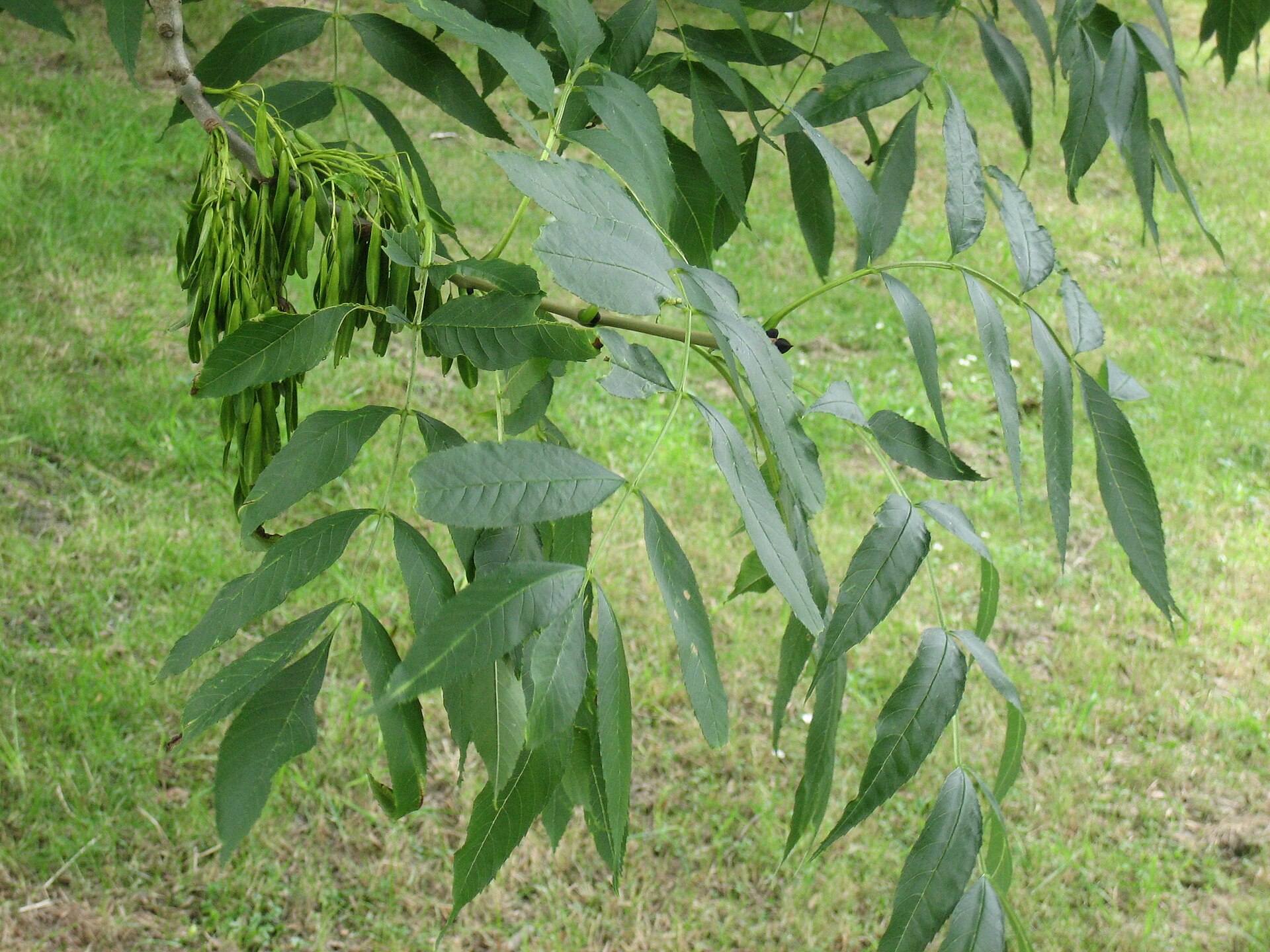Frassino