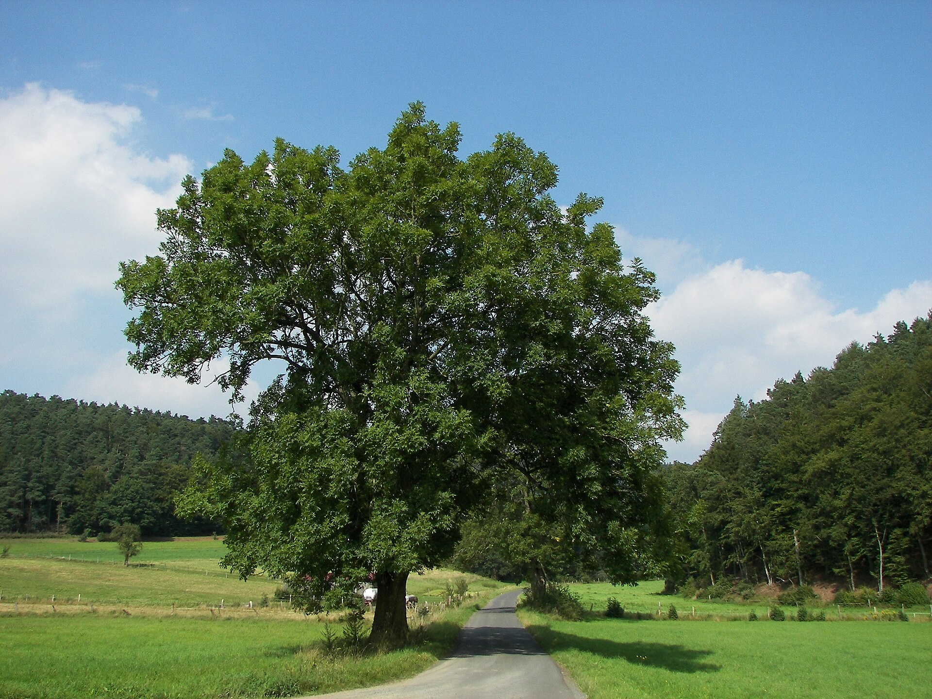 Fraxinus excelsior 001