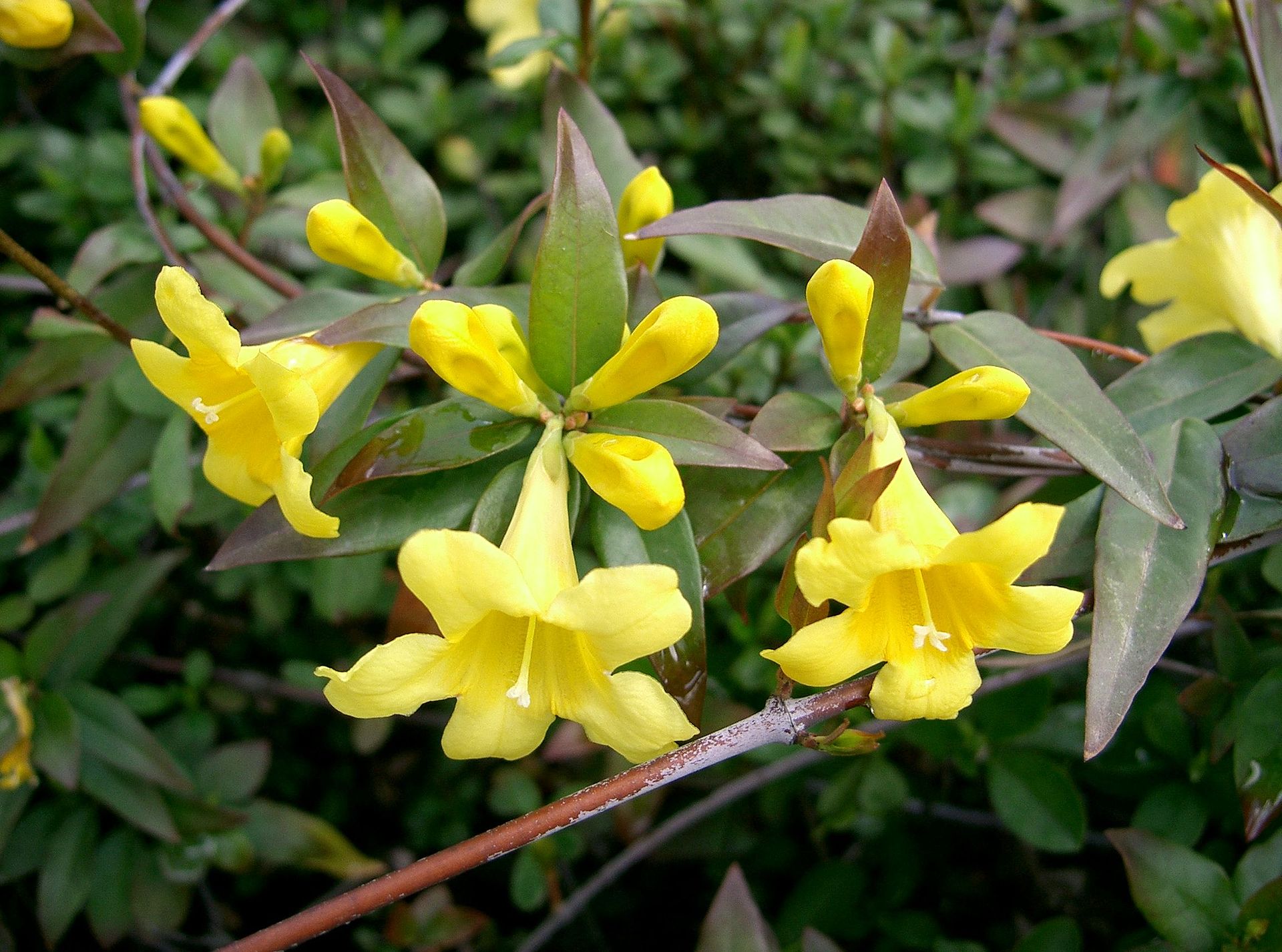 Gelsemium sempervirens3