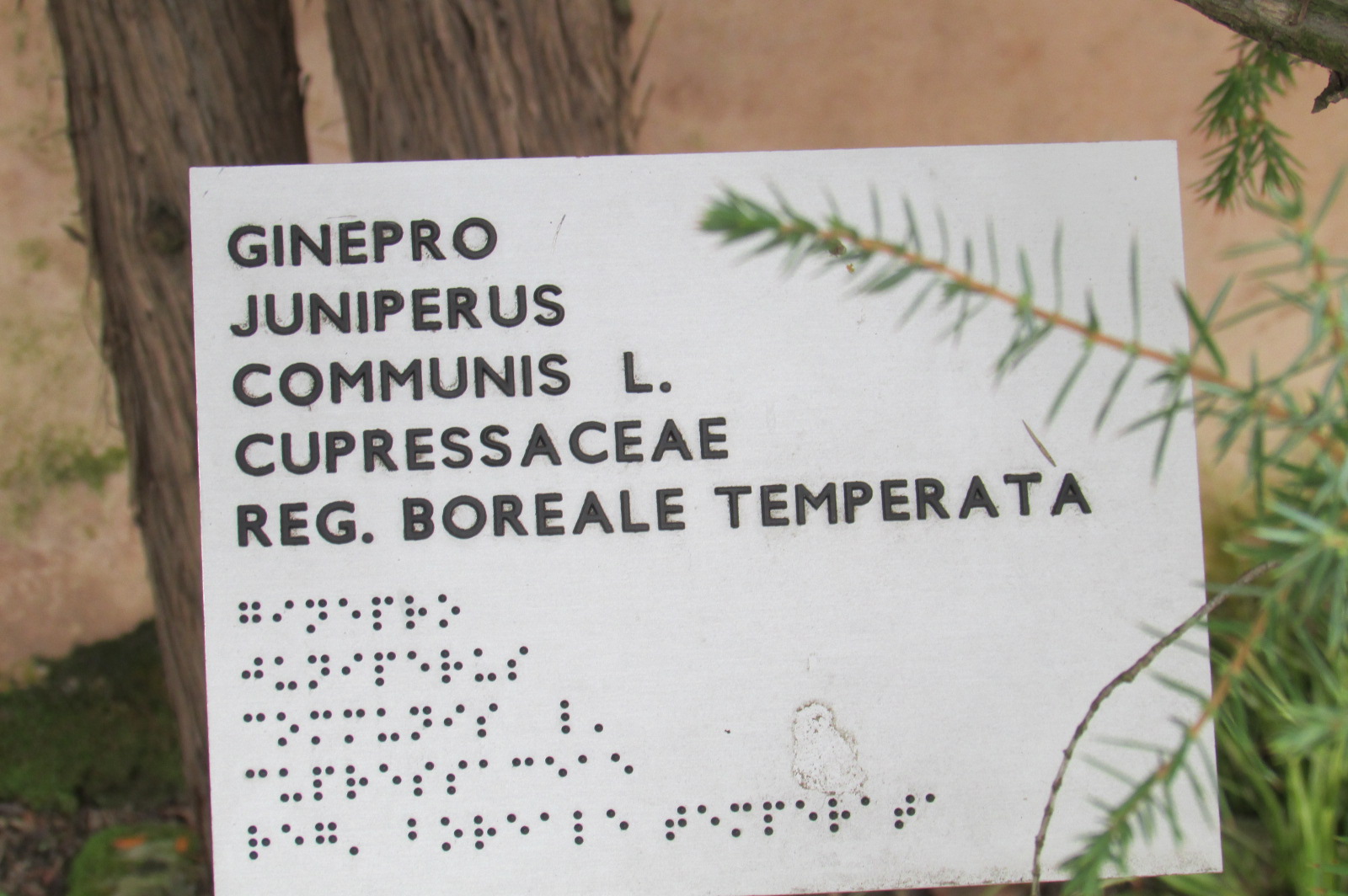 Ginepro