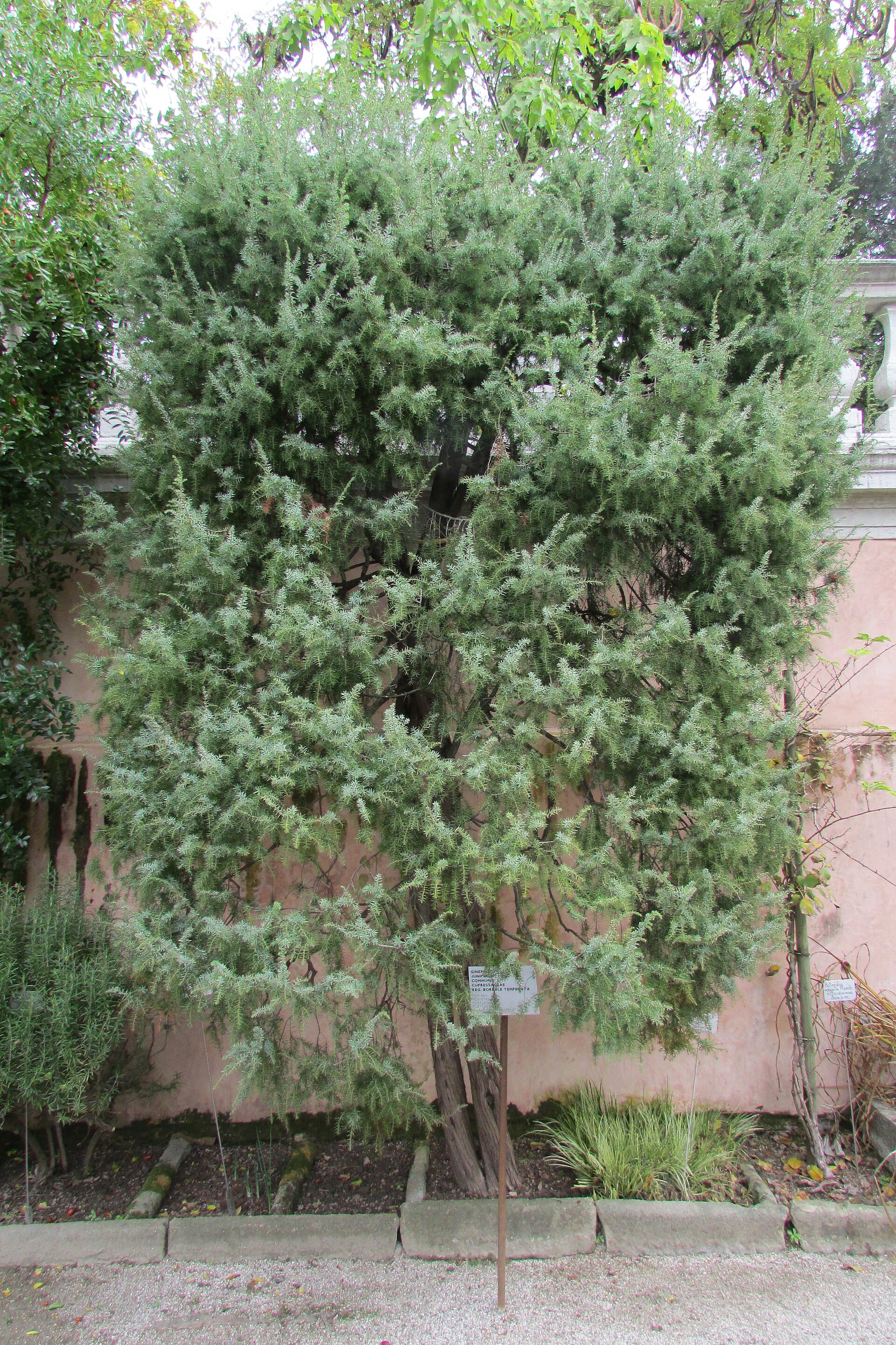 Ginepro Juniperus Communis L Cupressaceae (Reg Boreale Temperata) 10-07 to 22 1424