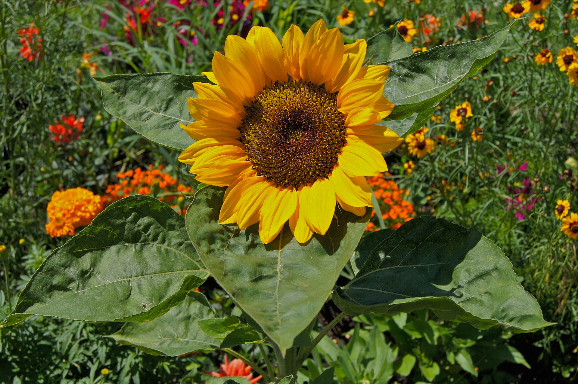 Girasole