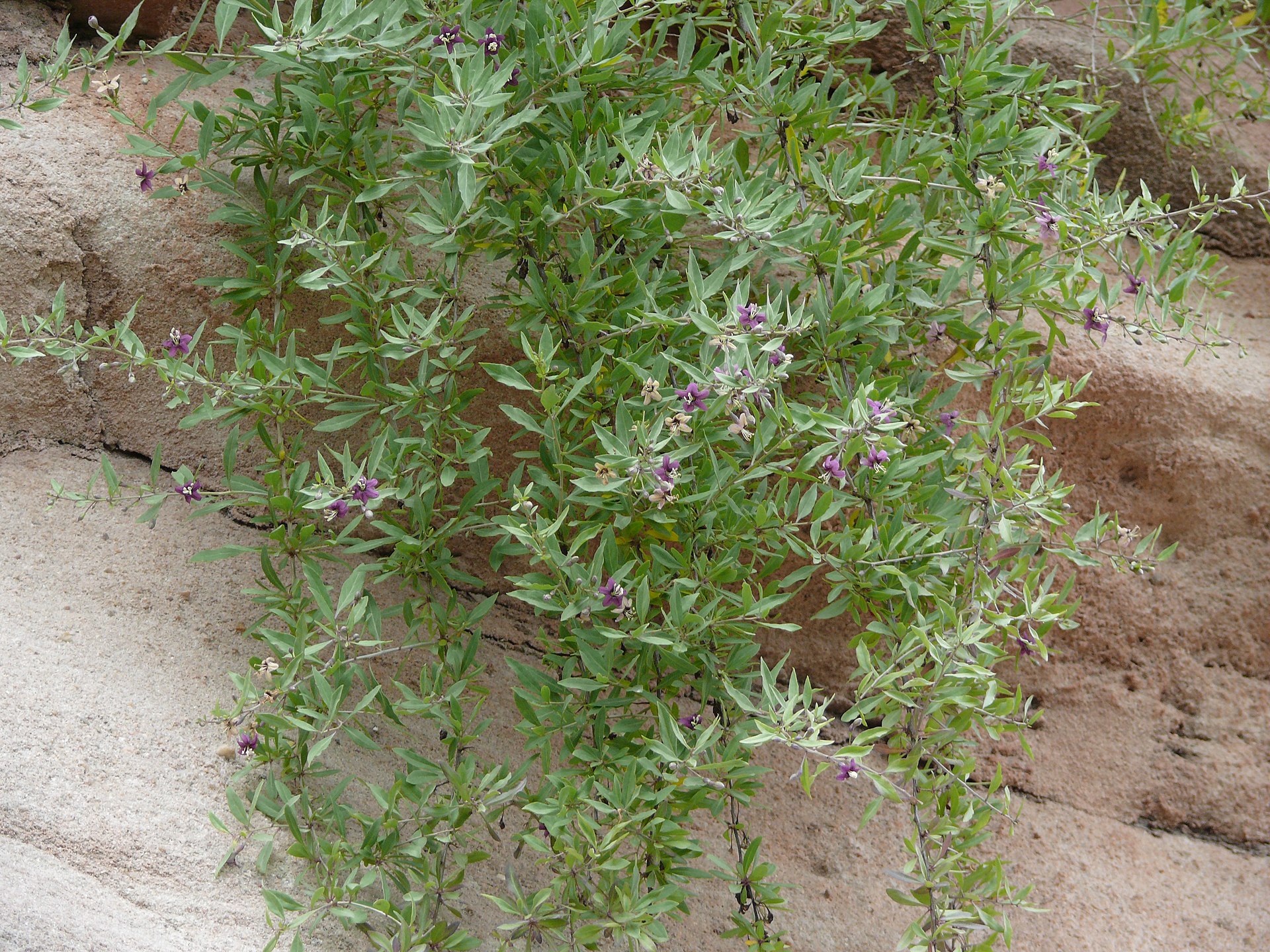 Lycium barbarum - Nürnberg, Burg - 2011-05-16 - 618a