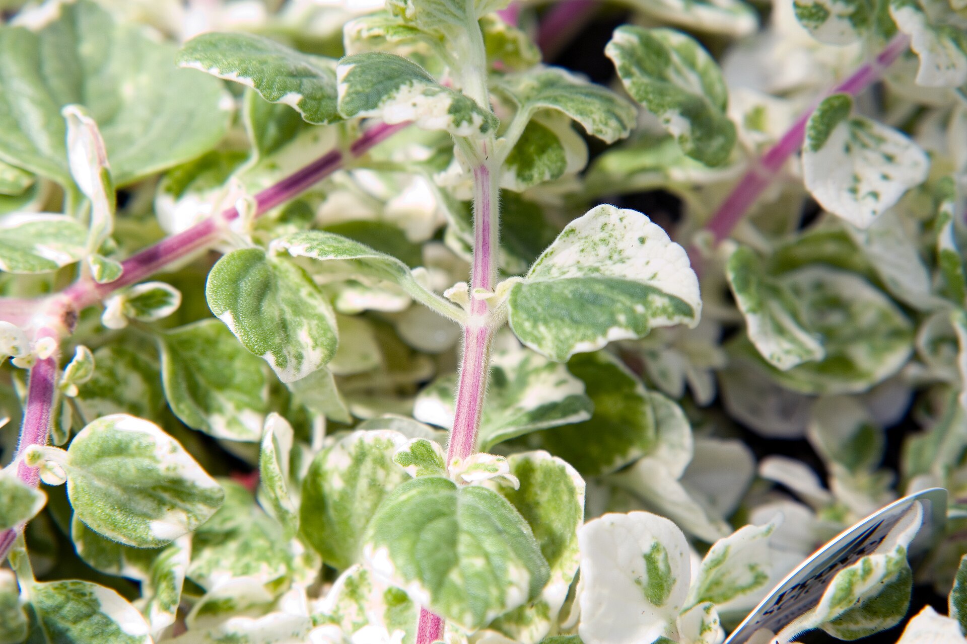 Plectranthus coleoides Frosted Jade 1zz