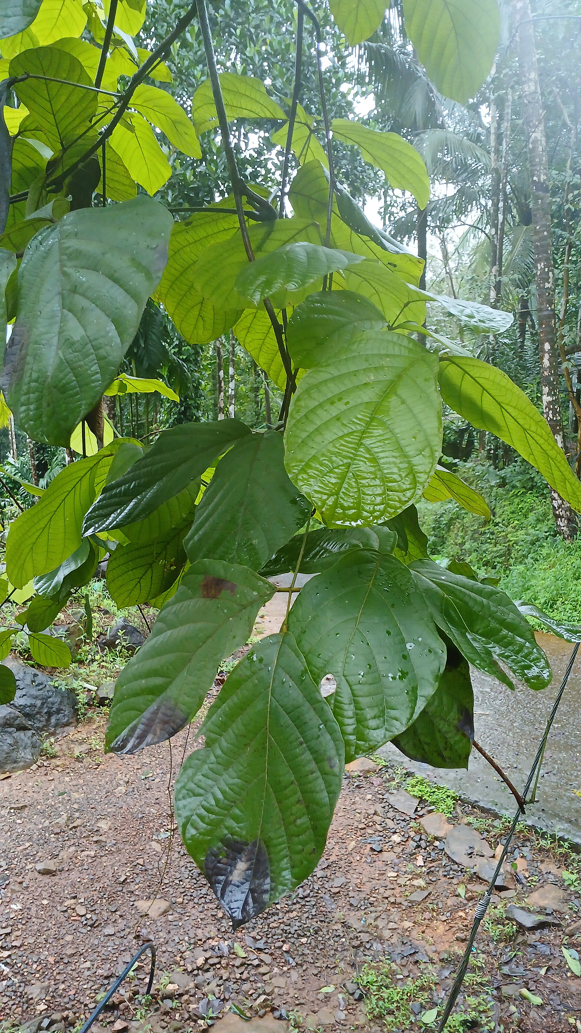 Butea superba