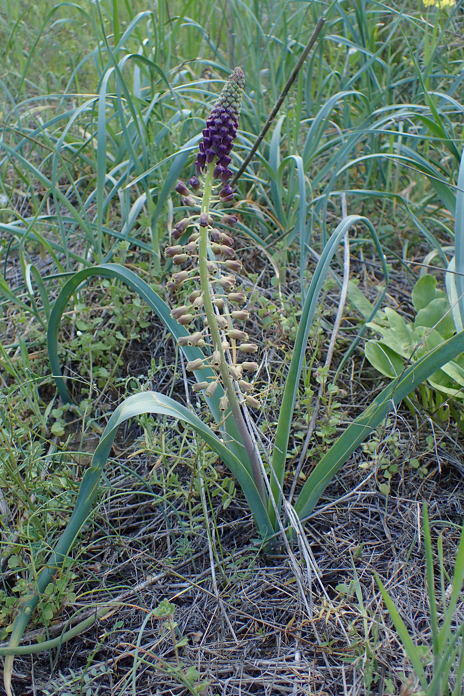 Muscari comosum kz12