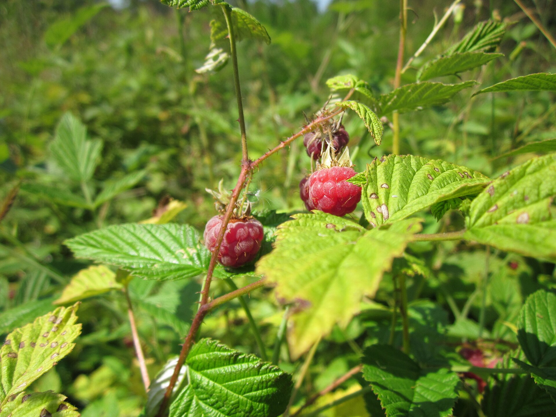 20130714Rubus idaeus2