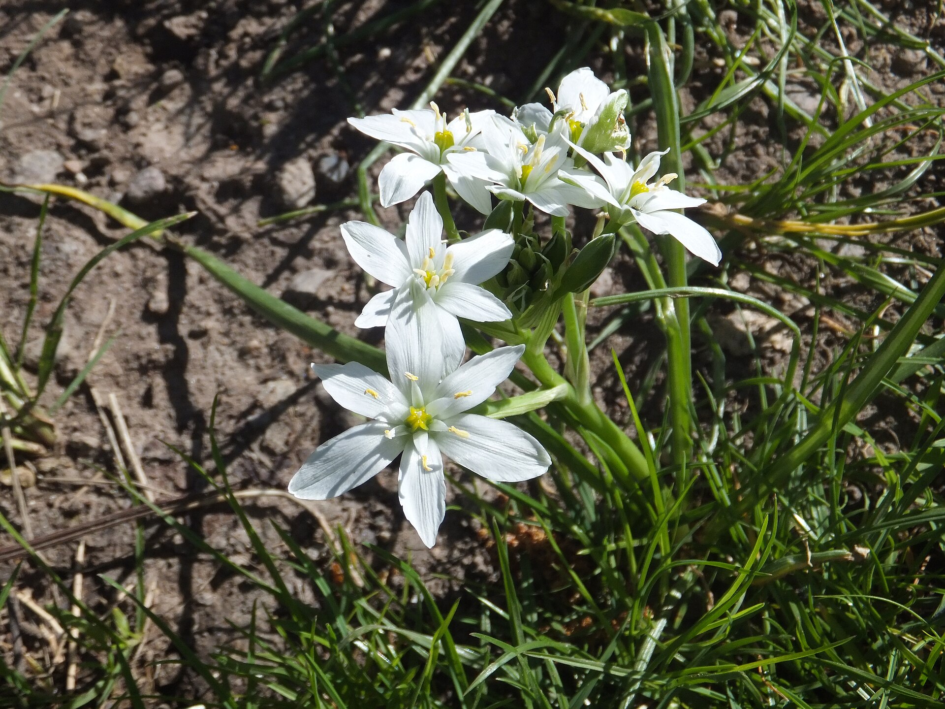 Ornithogalum umbellatum - Latte di gallina 02