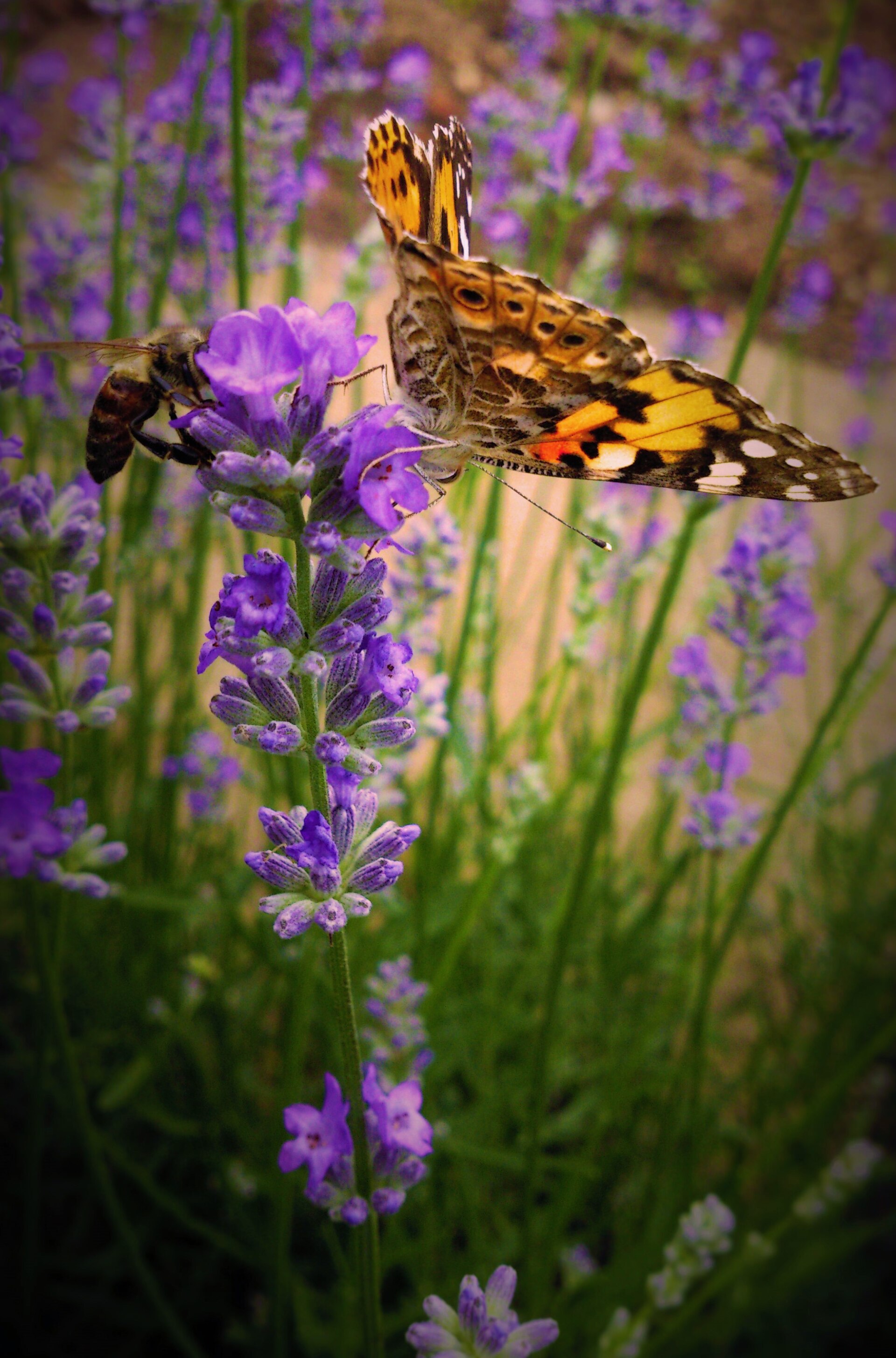 Lavanda