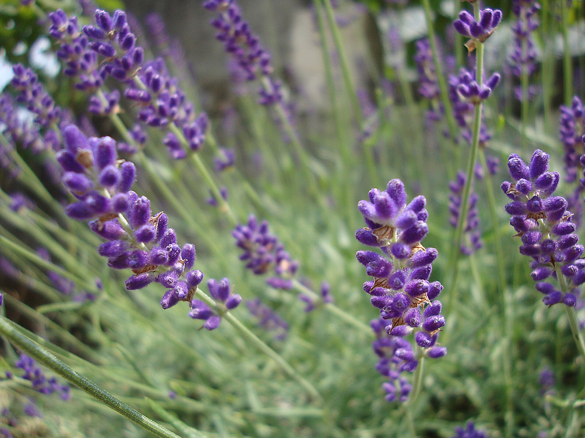 Lavanda nana (Lavandula angustifolia var. Hidcote blue) (7996218850)
