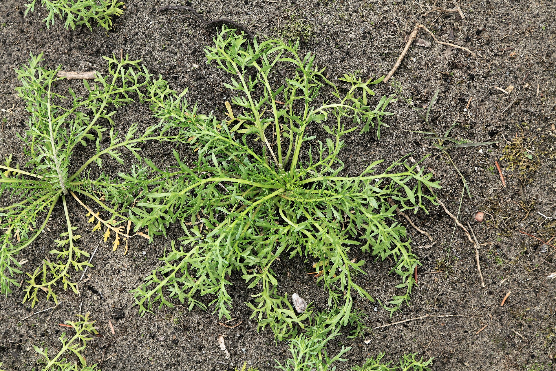Kluse - Lepidium meyenii - Maca 04 ies