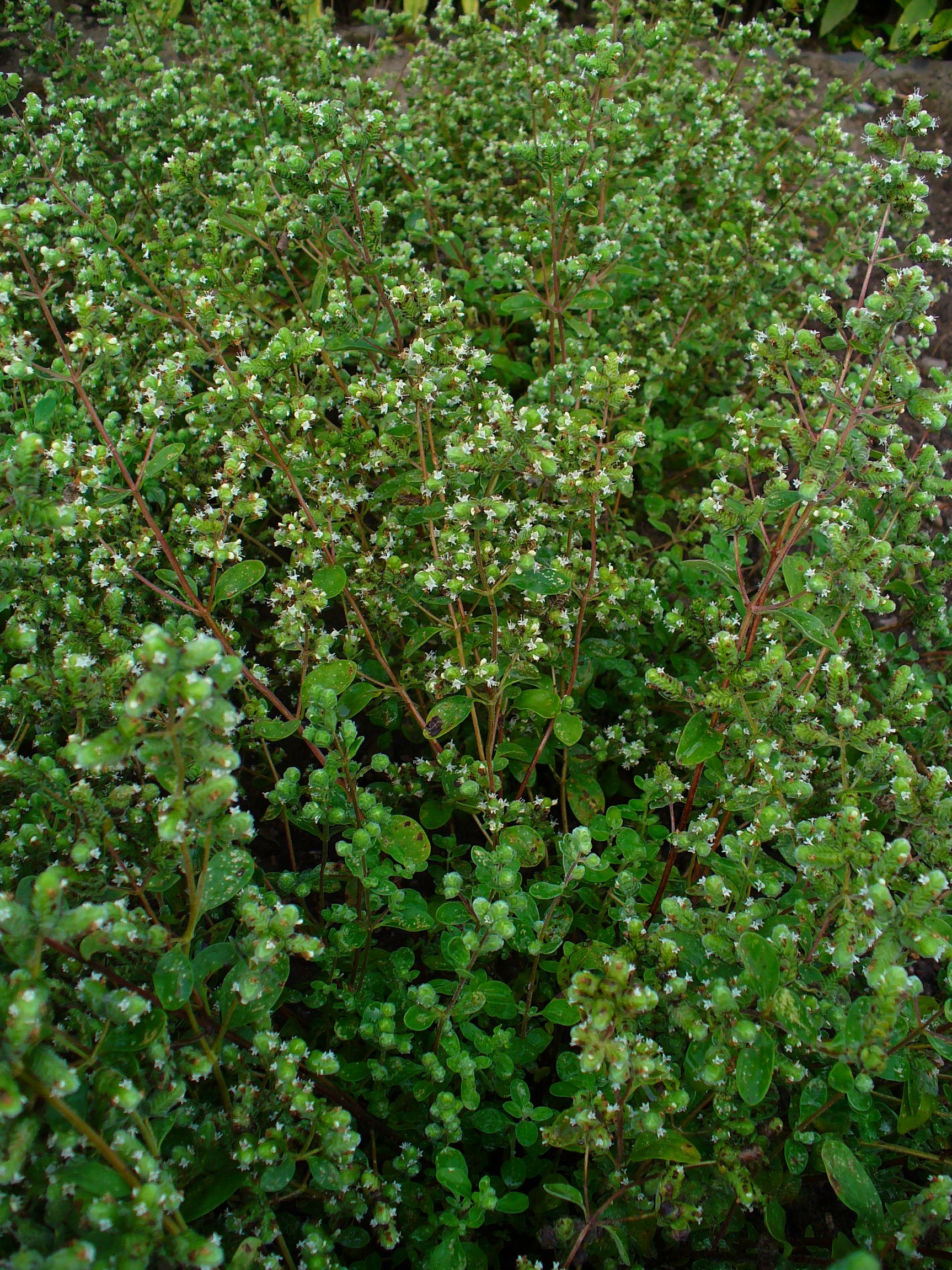 Origanum majorana 001